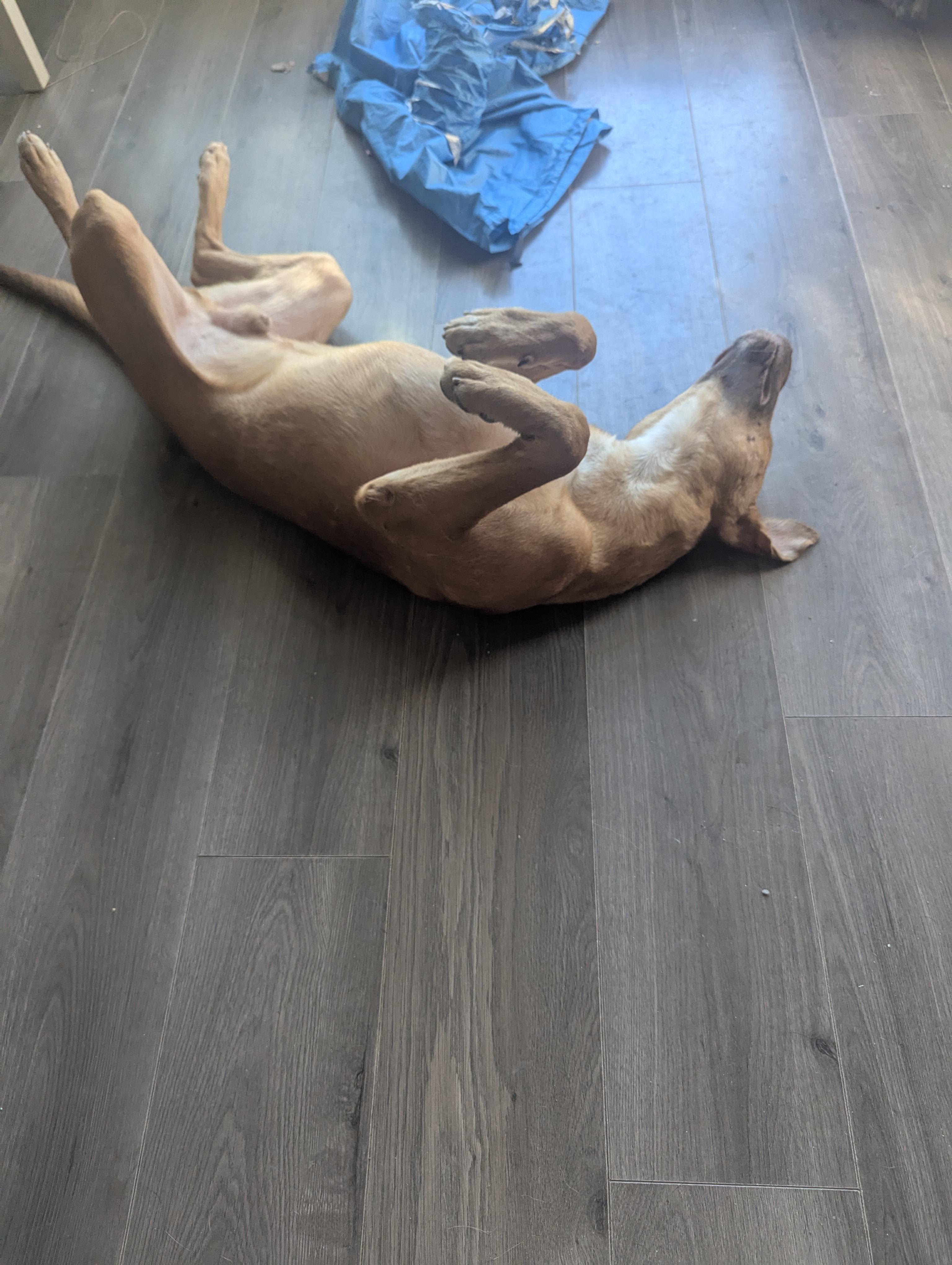 Pup Pup, an adoptable German Pinscher, Vizsla in Houston, TX, 77033 | Photo Image 2