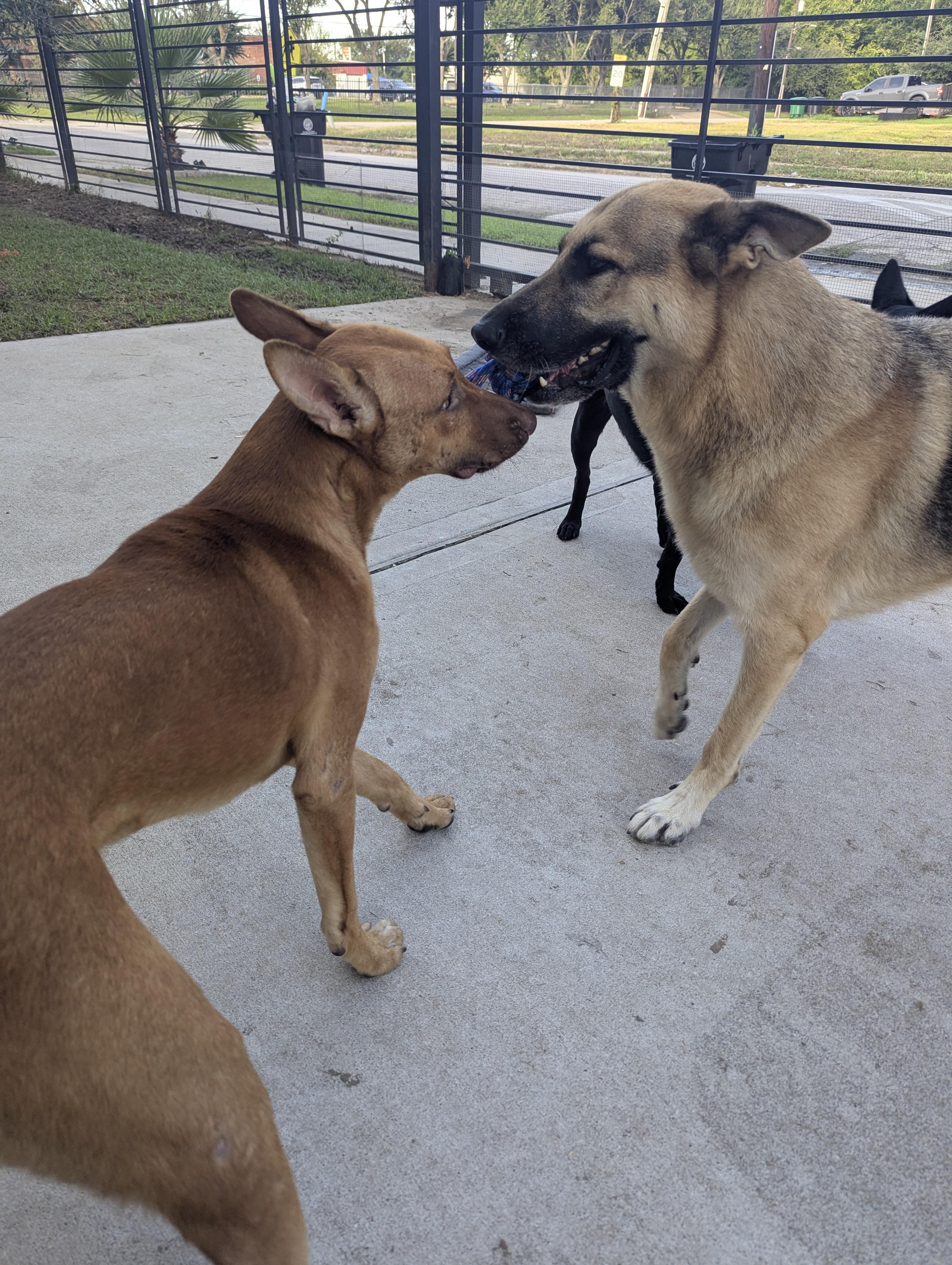 Pup Pup, an adoptable German Pinscher, Vizsla in Houston, TX, 77033 | Photo Image 5