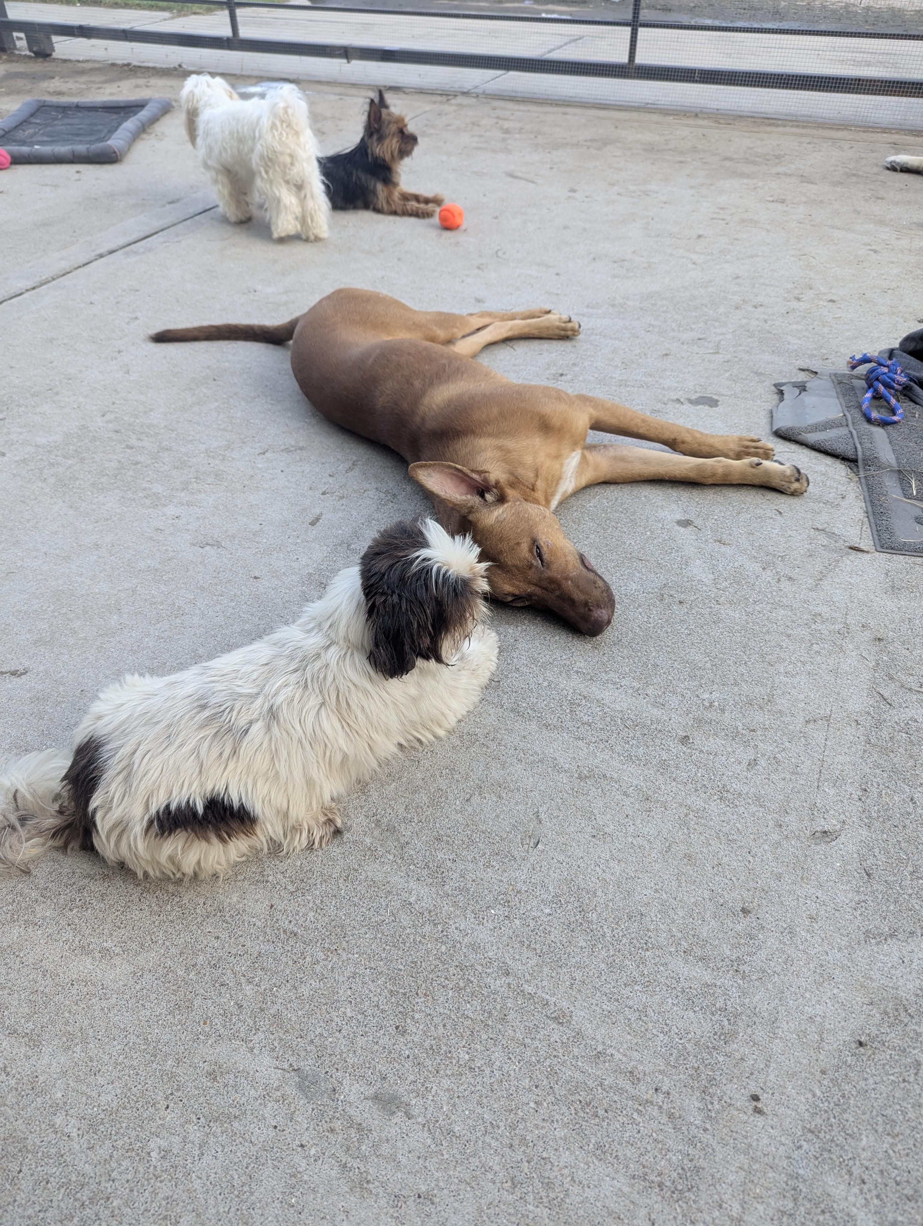 Pup Pup, an adoptable German Pinscher, Vizsla in Houston, TX, 77033 | Photo Image 4