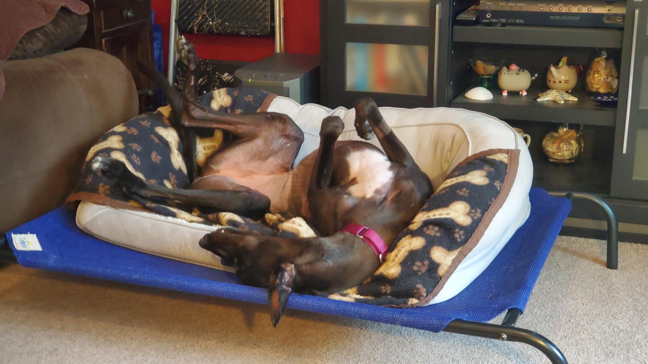 Enlarge Kelsos Clonad - pending, an adopted Greyhound in Allentown, PA image 2/4