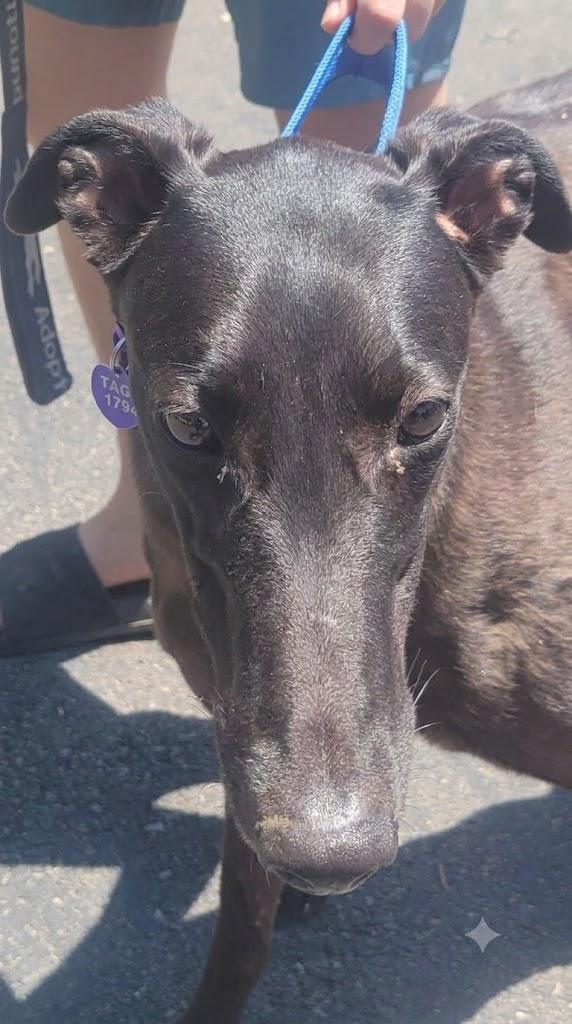 Kelsos Clonad, adoptable, Young Female Greyhound.