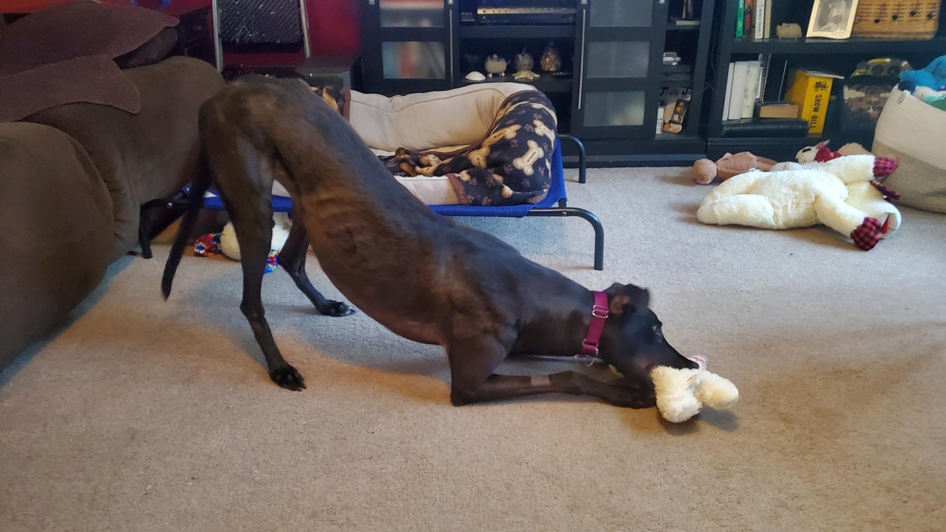 Enlarge Kelsos Clonad - pending, an adopted Greyhound in Allentown, PA image 3/4