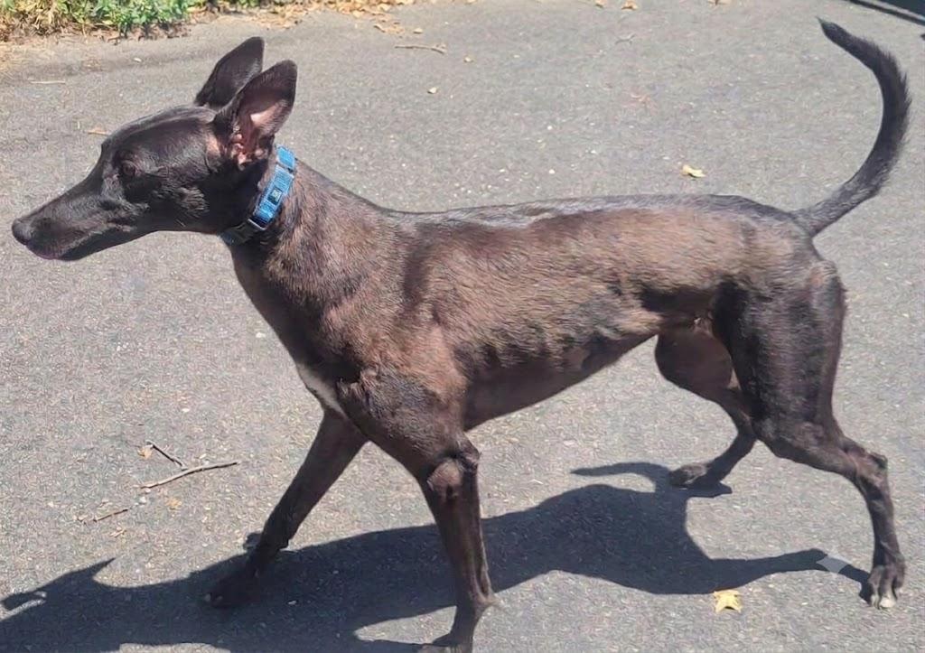Enlarge Kelsos Clonad, an adoptable Greyhound in Allentown, PA image 3/3