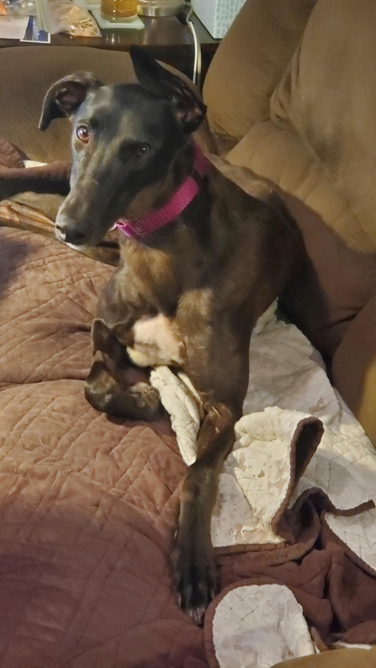 Enlarge Kelsos Clonad - pending, an adopted Greyhound in Allentown, PA image 4/4