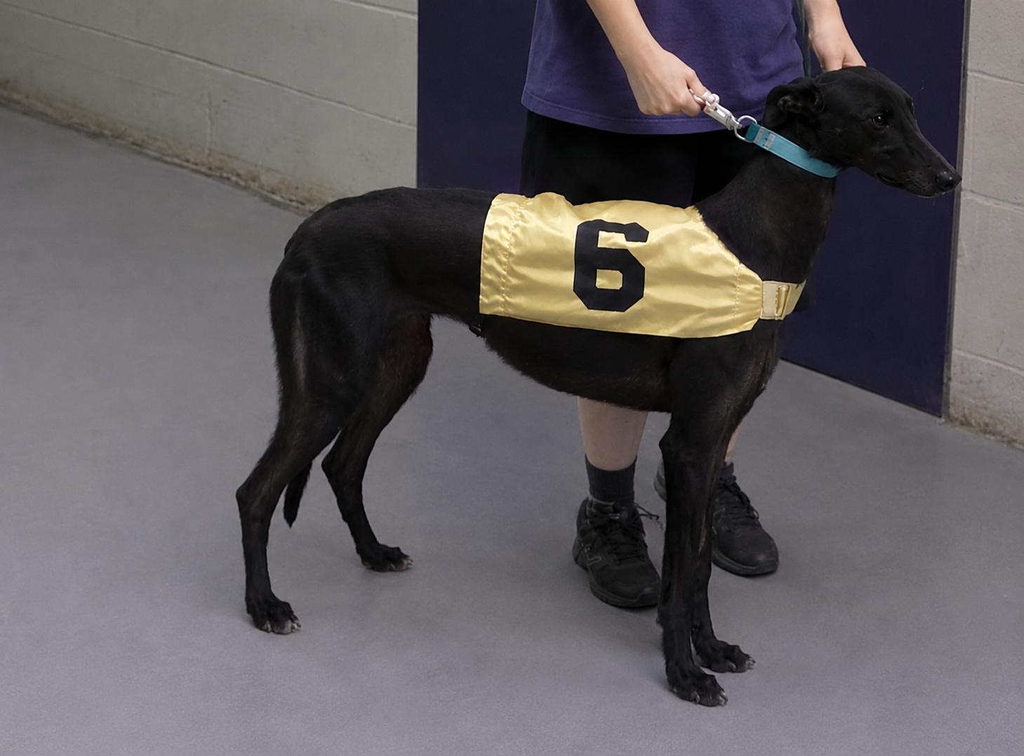 Enlarge Kelsos Clonad, an adoptable Greyhound in Allentown, PA image 2/3