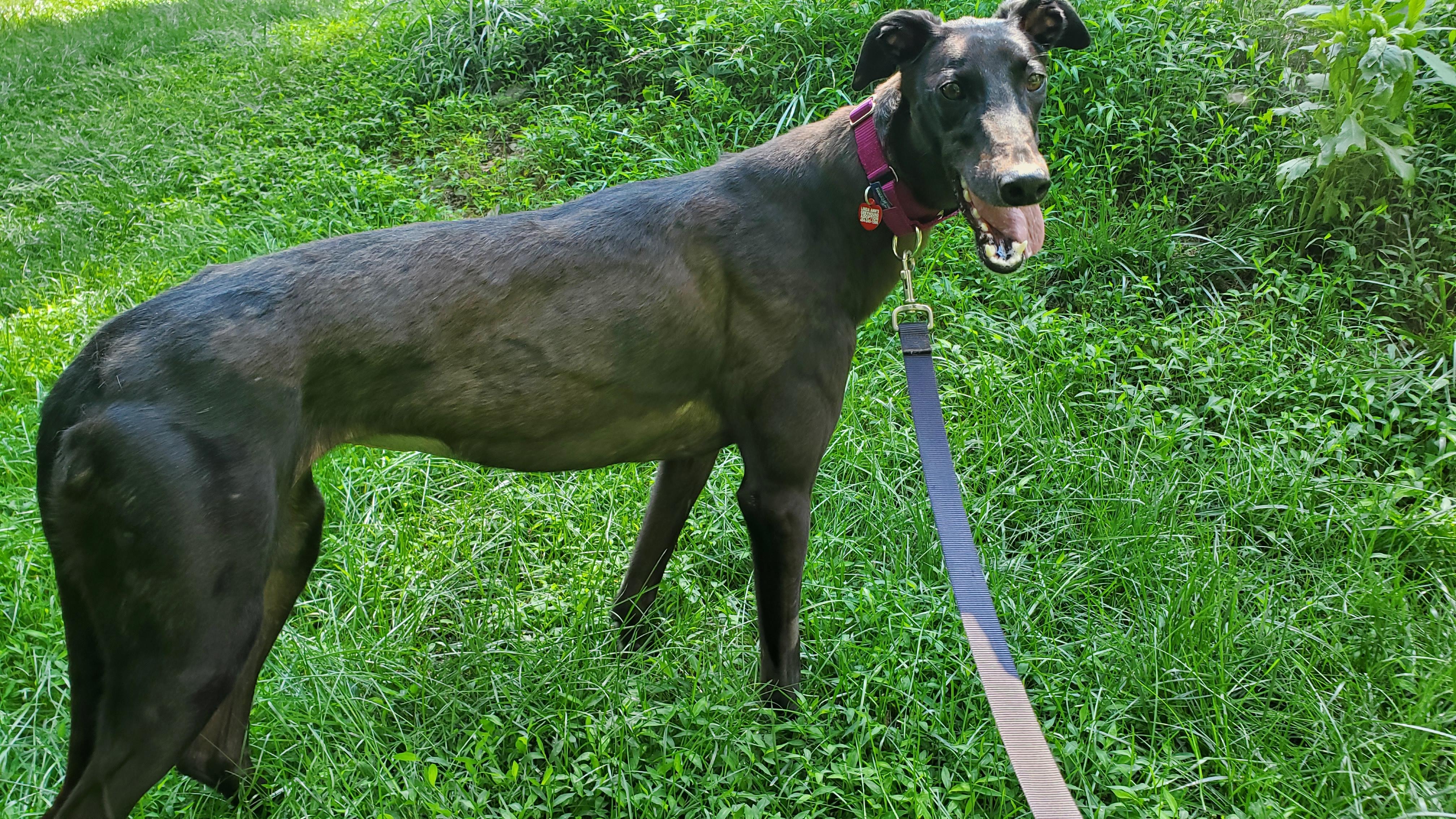Kelsos Clonad - pending, adopted, Young Female Greyhound.