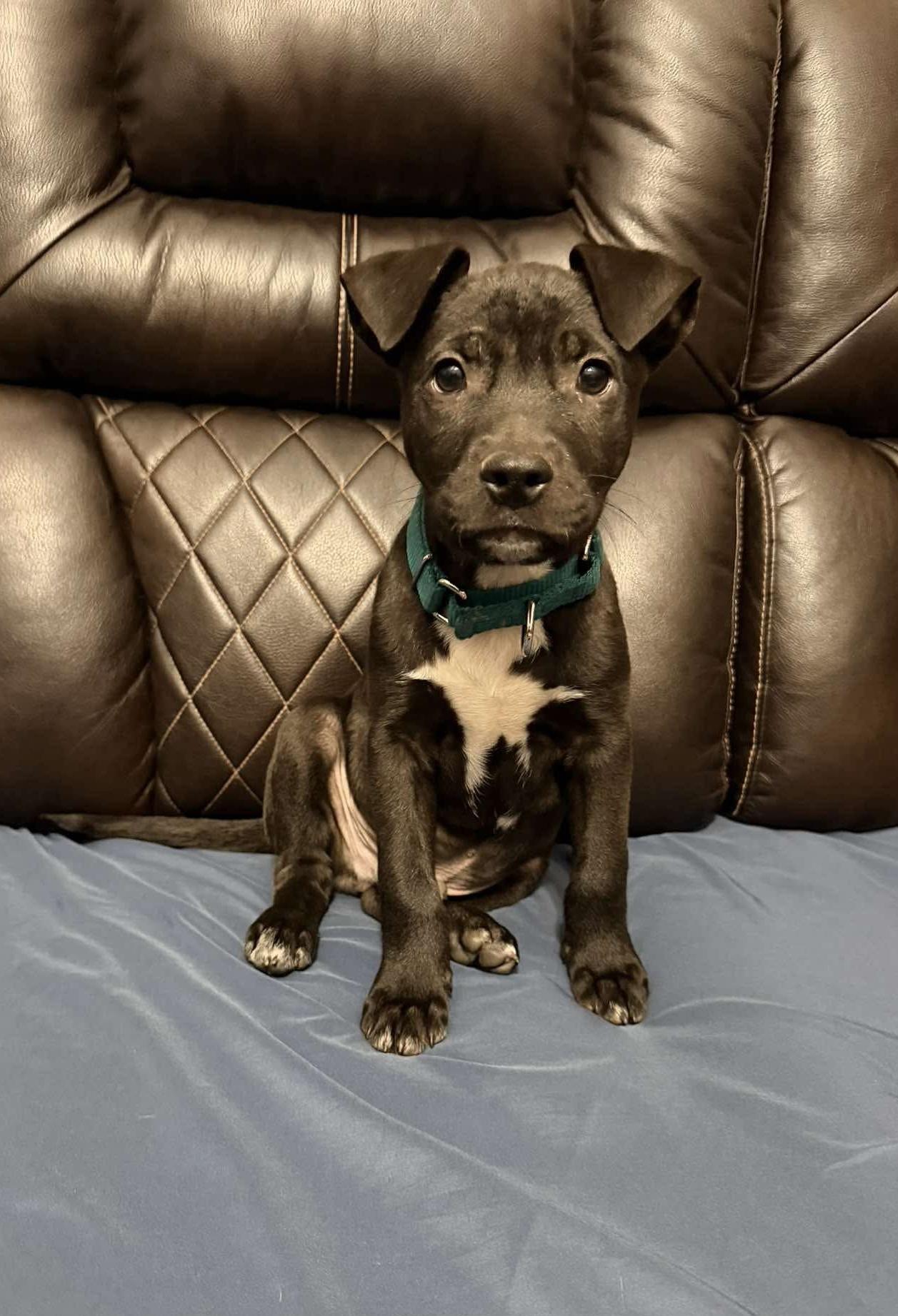 Sparky (Donna-fostered in New England), an adopted mixed breed in Warwick, RI image 1/6