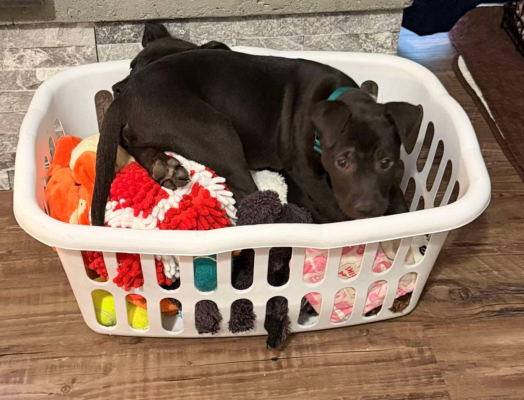 Sparky (Donna-fostered in New England), an adopted mixed breed in Warwick, RI image 4/6