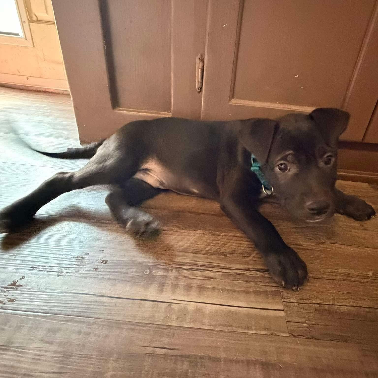 Sparky (Donna-fostered in New England), an adopted mixed breed in Warwick, RI image 5/6