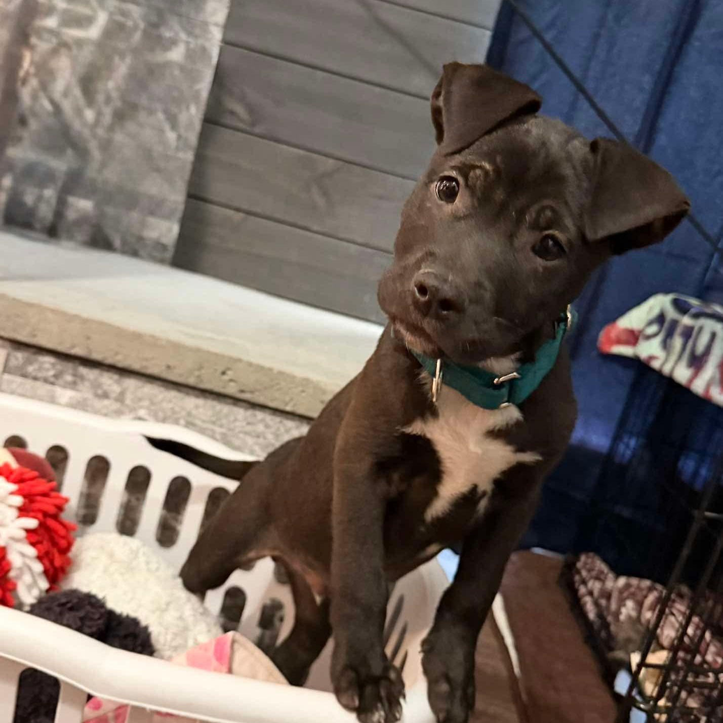 Sparky (Donna-fostered in New England), an adopted mixed breed in Warwick, RI image 2/6