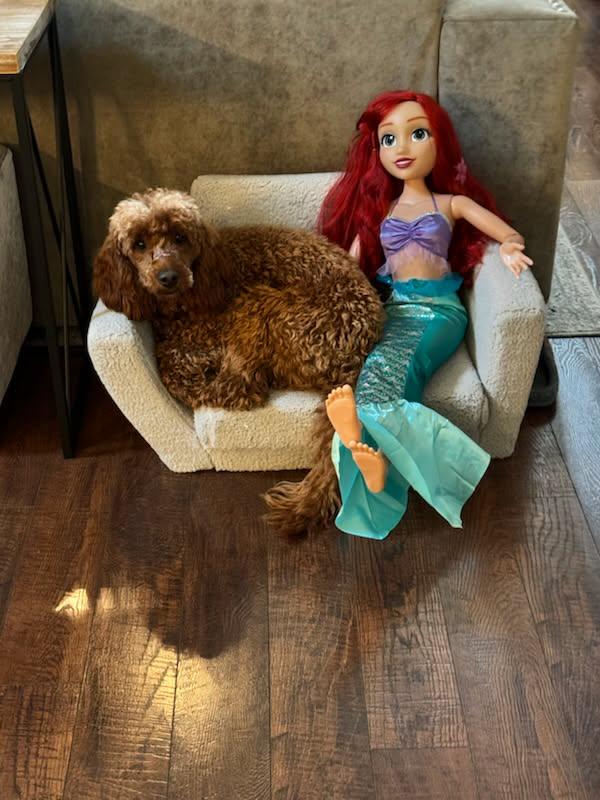 Ranger (George), a Adopted Poodle in Ashville, OH image 1/2