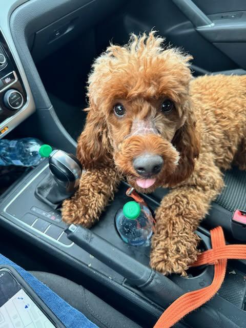 Ranger (George), a Adopted Poodle in Ashville, OH image 2/2