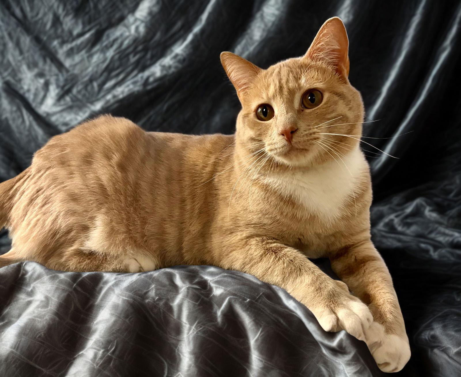 Enlarge Legacy, a Adoptable Tabby in Flint Hill, VA image 1/3