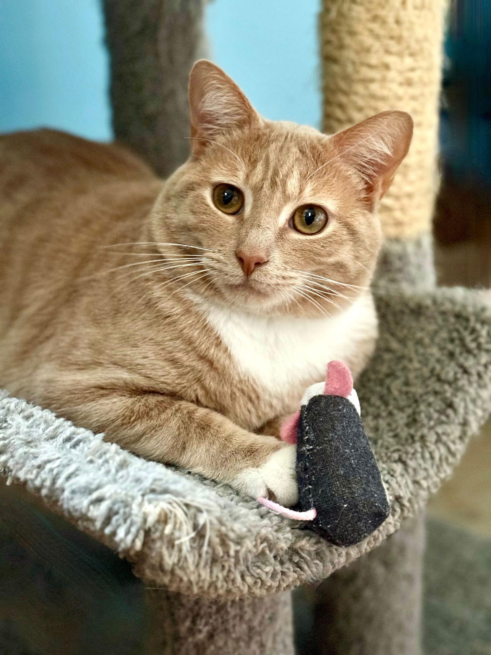 Legacy, a Adoptable Tabby in Flint Hill, VA image 1/3