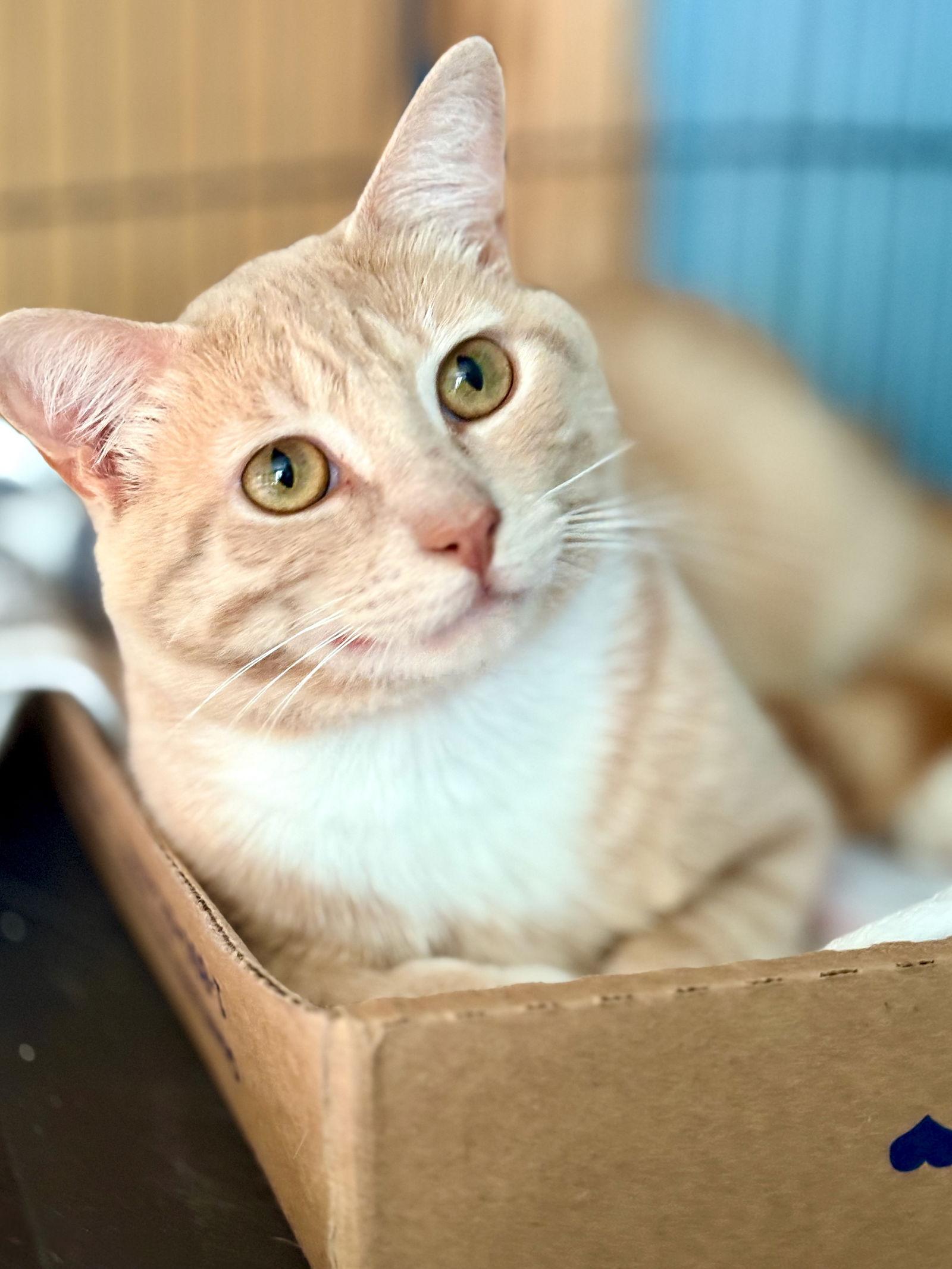 Legacy, a Adoptable Tabby in Flint Hill, VA image 2/3