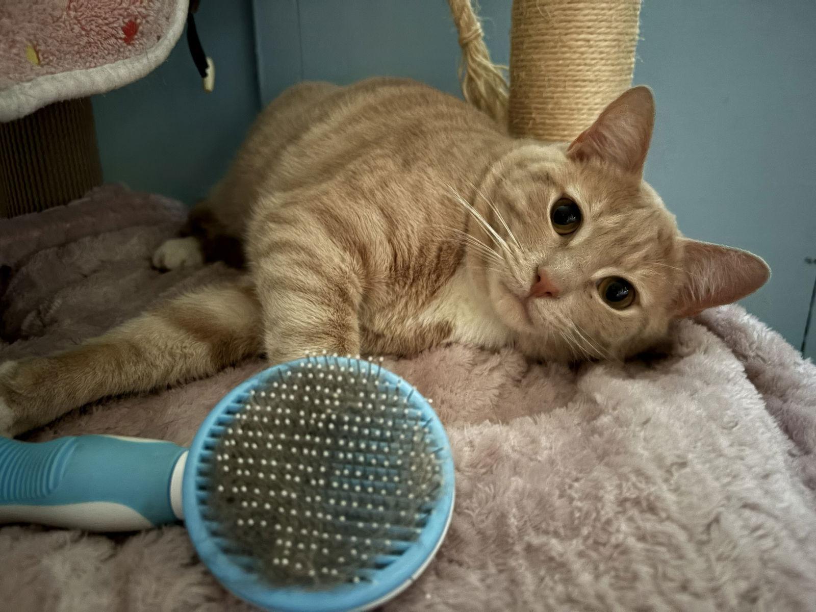 Legacy, a Adoptable Tabby in Flint Hill, VA image 2/3