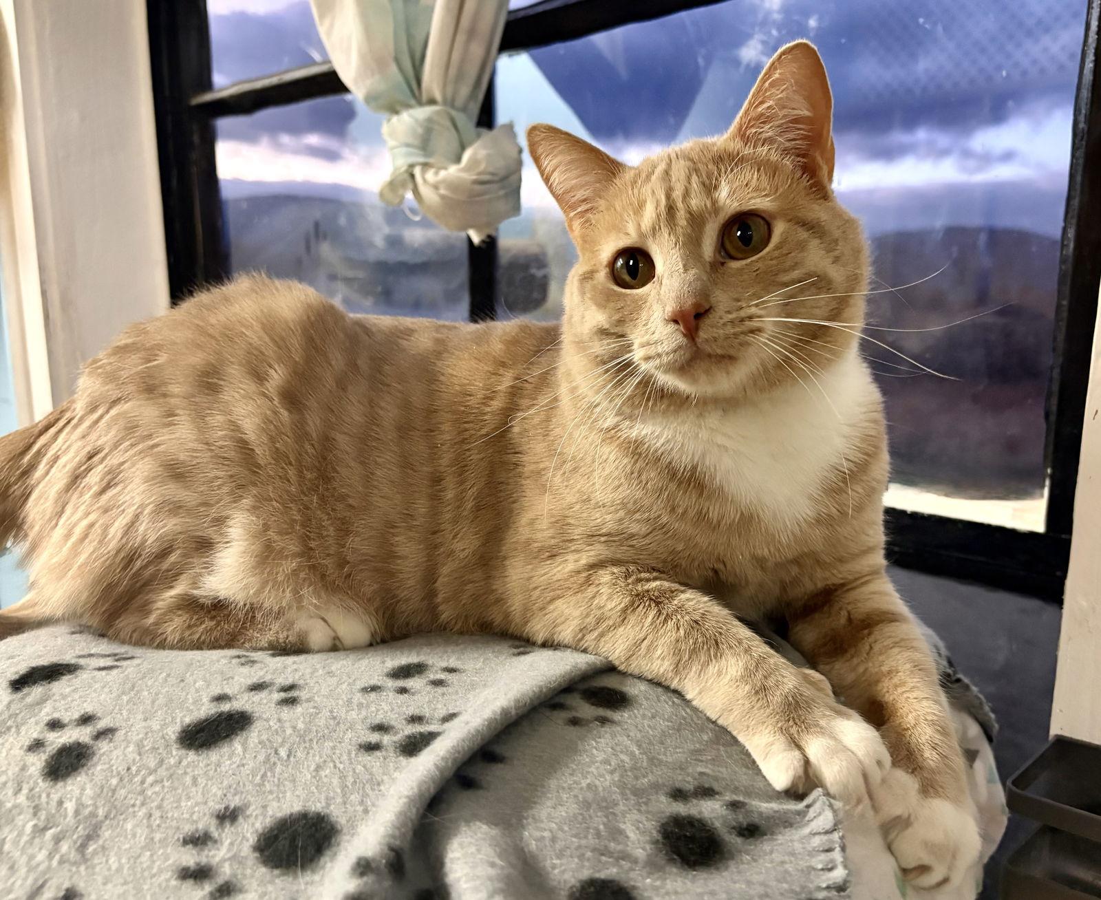 Legacy, a Adoptable Tabby in Flint Hill, VA image 3/3