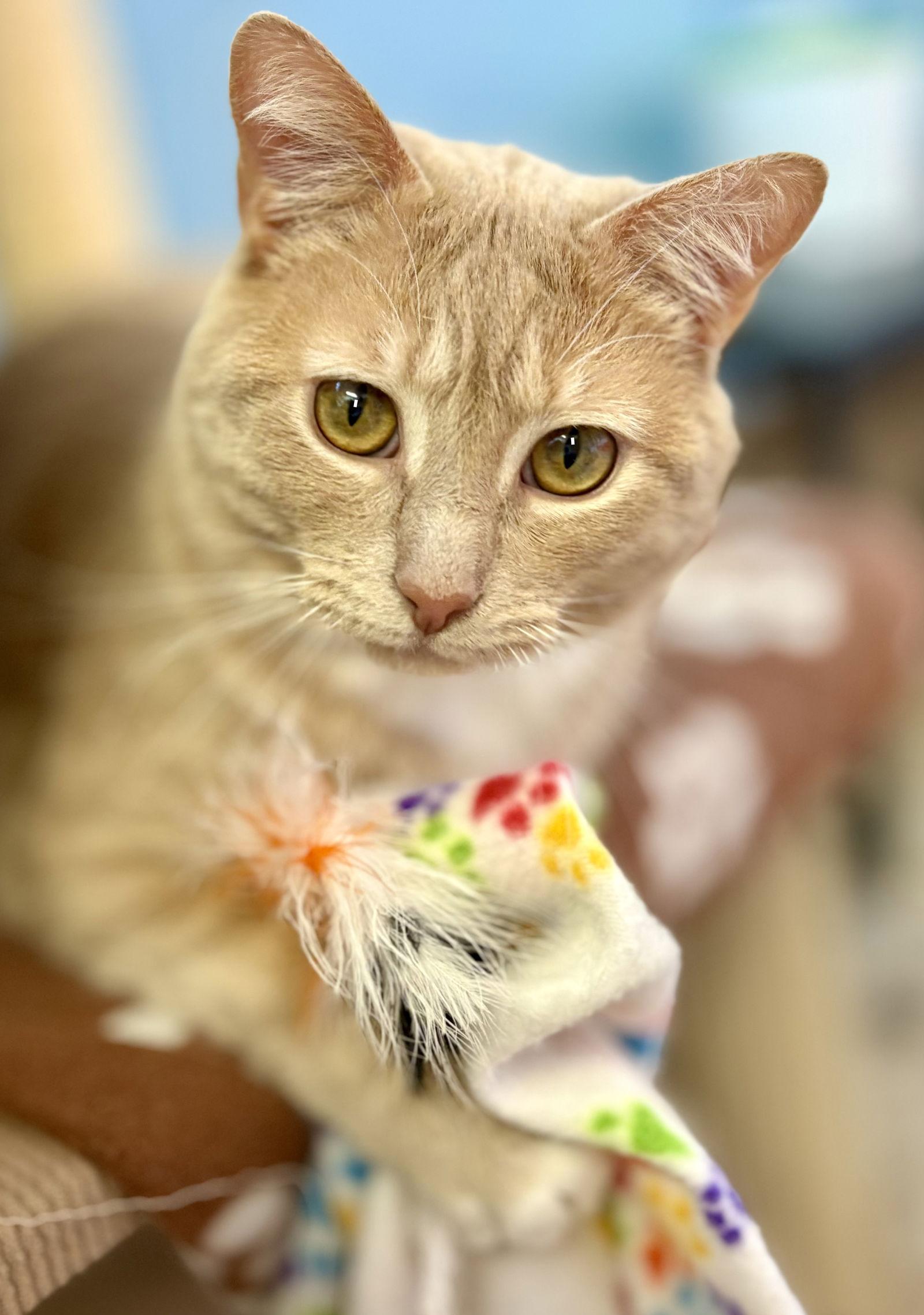 Legacy, Adoptable, Adult Male Tabby.