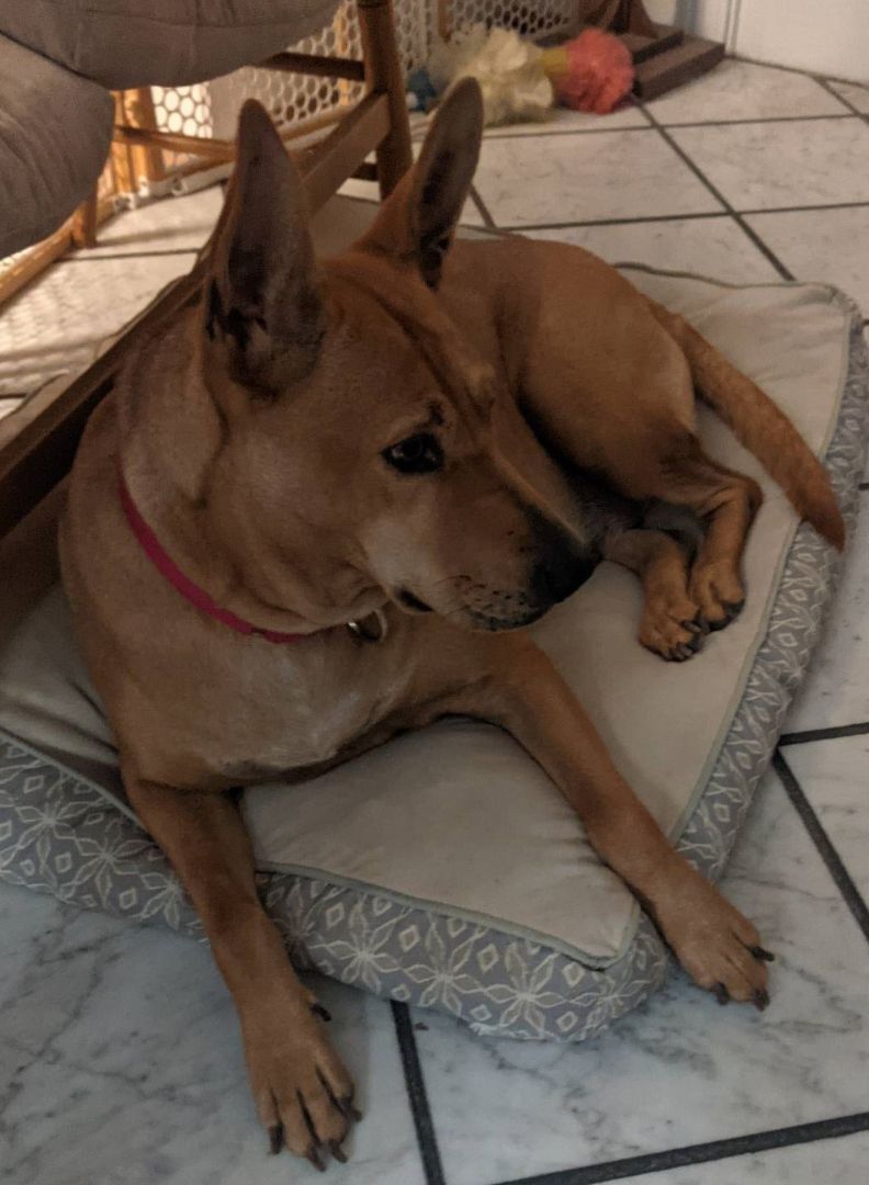 Enlarge Audi, a Adoptable Carolina Dog image 8/12