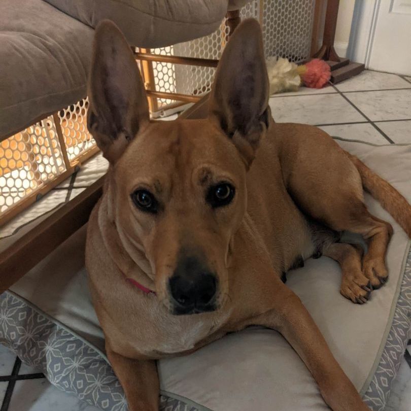 Audi, Adoptable, Adult Female Carolina Dog.