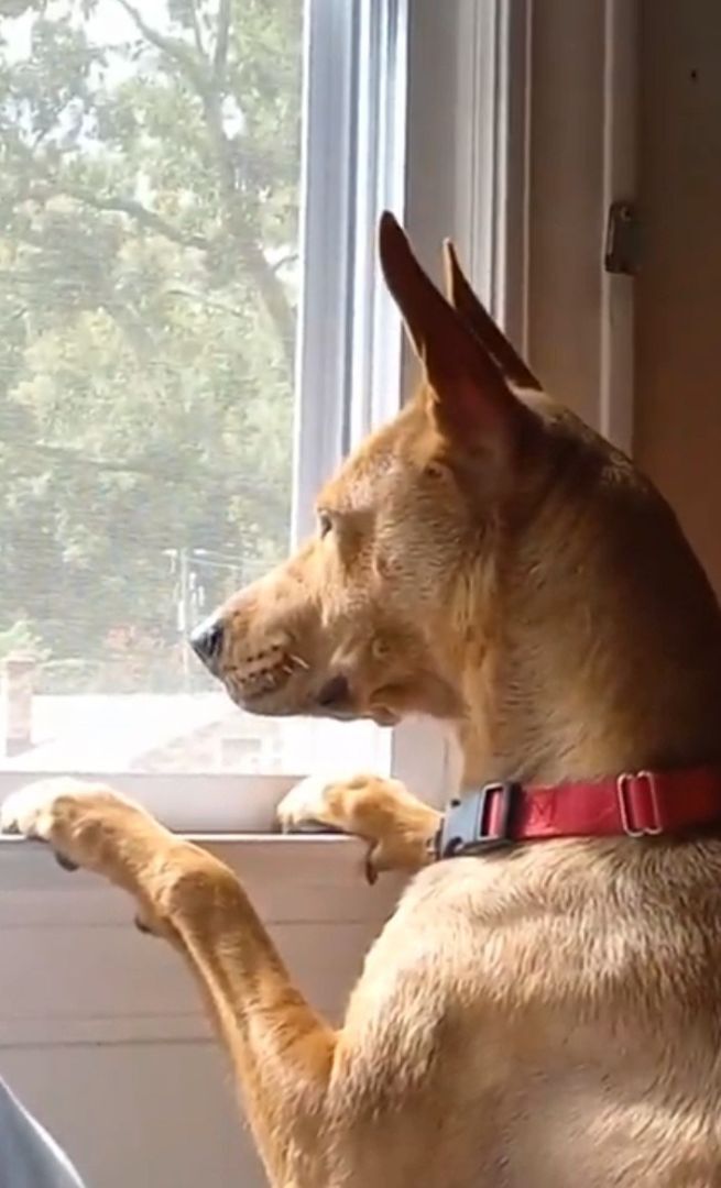 Enlarge Audi, a Adoptable Carolina Dog image 9/12