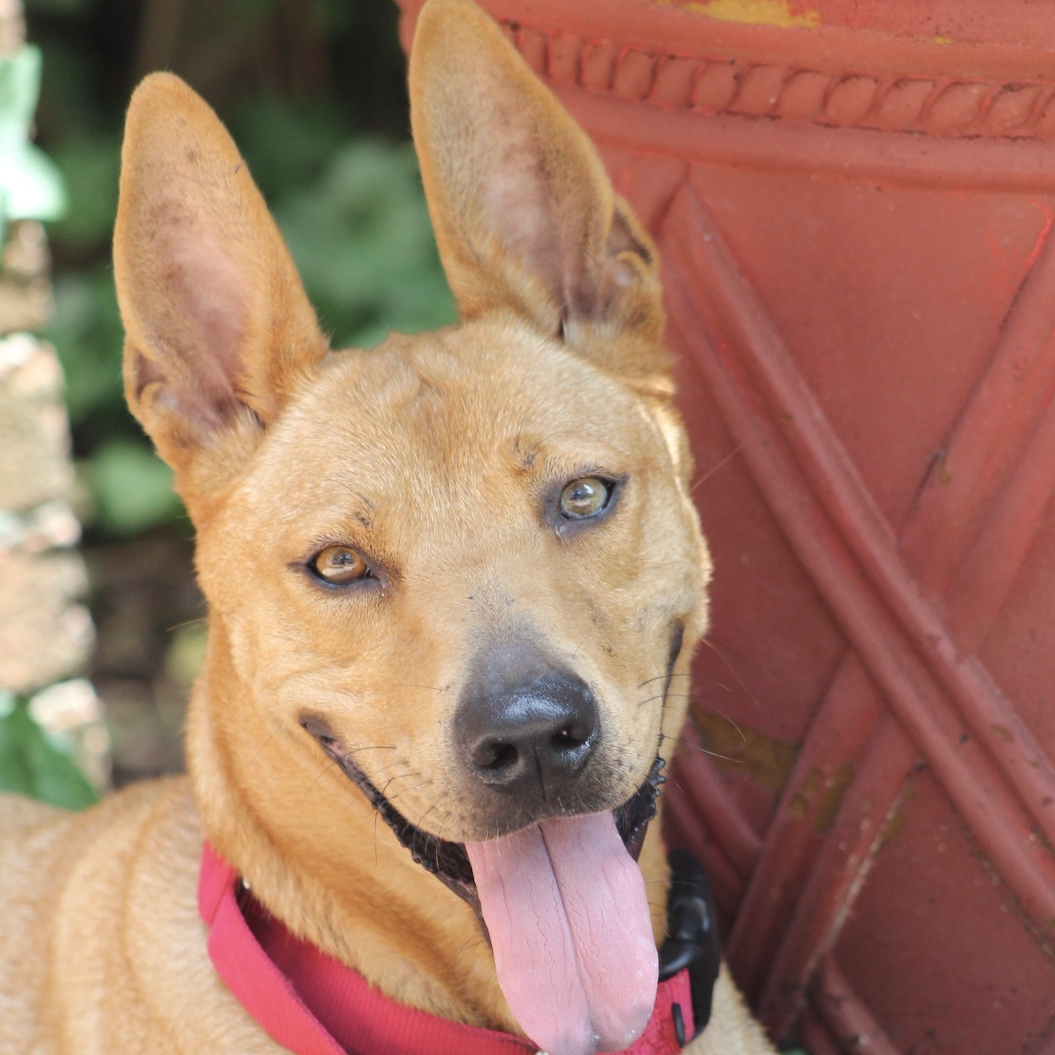 Enlarge Audi, a Adoptable Carolina Dog image 10/12