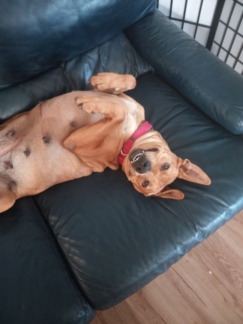 Enlarge Audi, a Adoptable Carolina Dog image 12/12