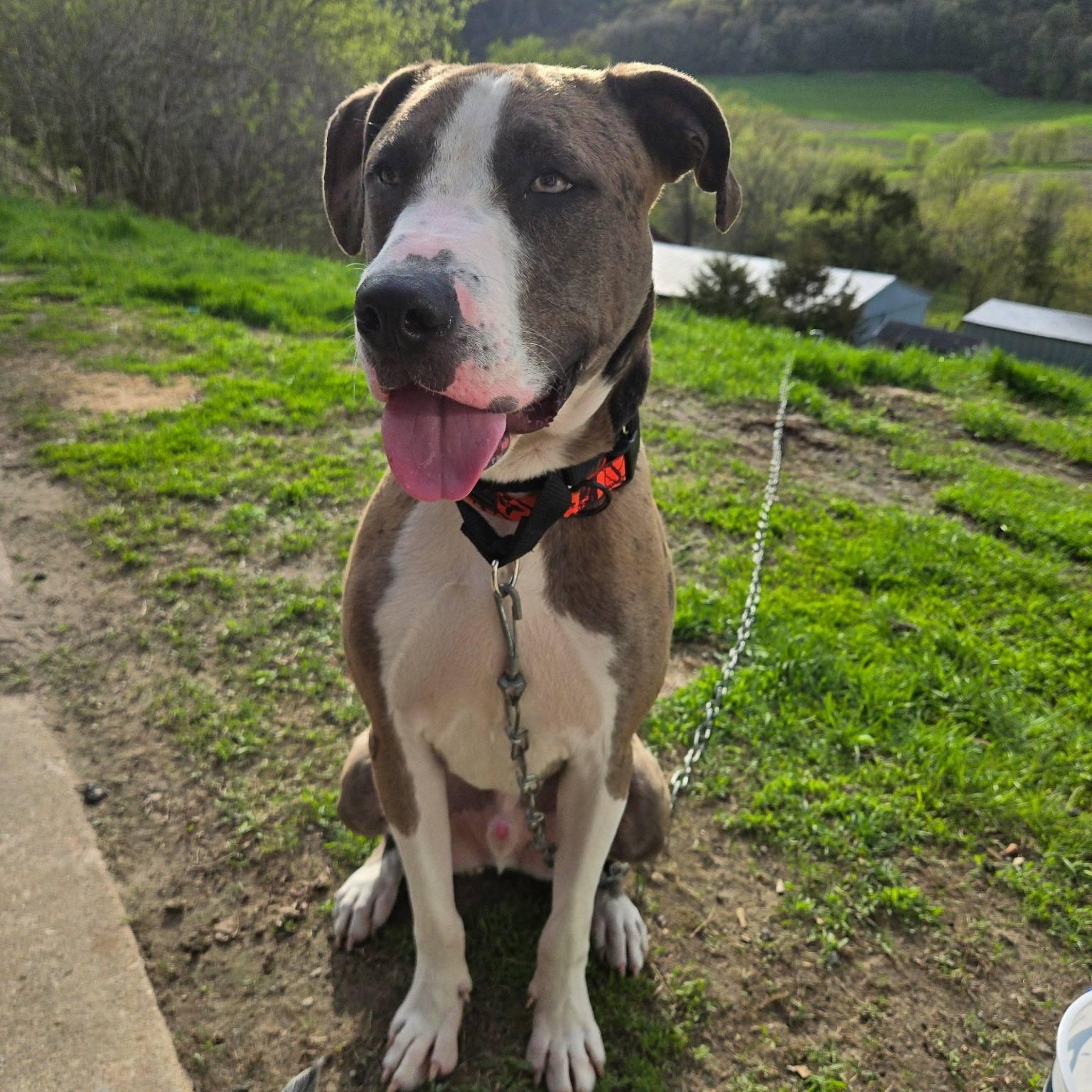Fred, ADOPTABLE, Young Male Catahoula Leopard Dog & Great Dane.