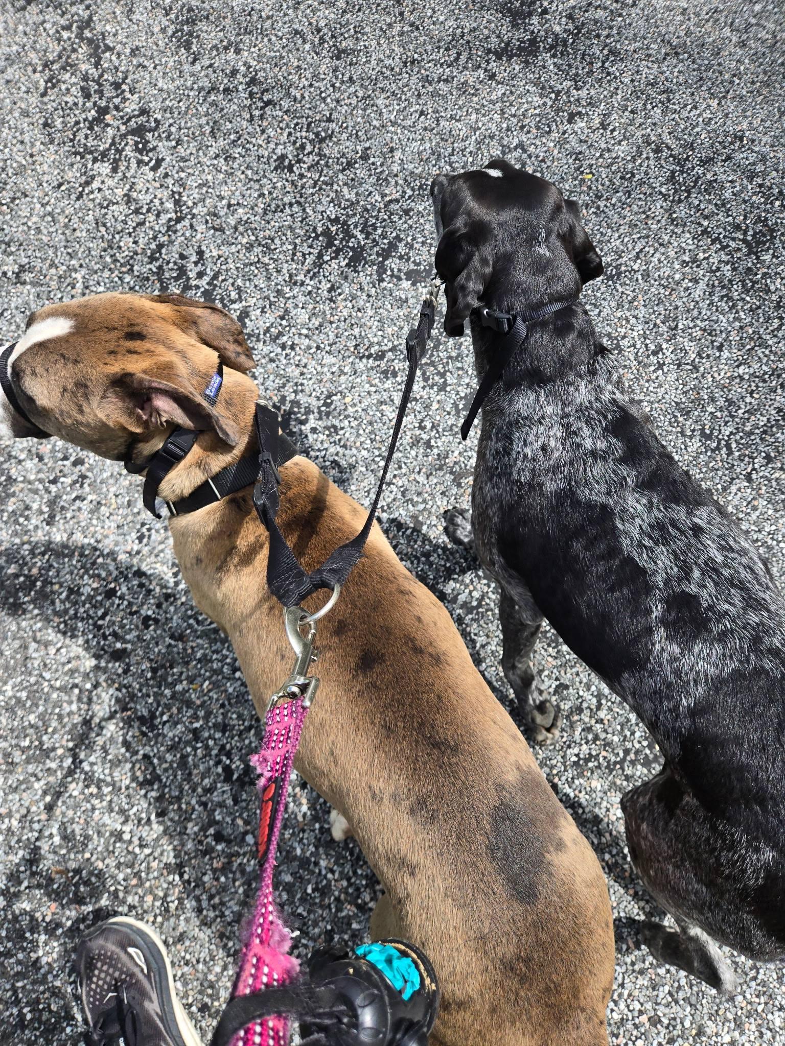 Enlarge Fred, a ADOPTABLE mixed breed in La Crescent, MN image 5/6
