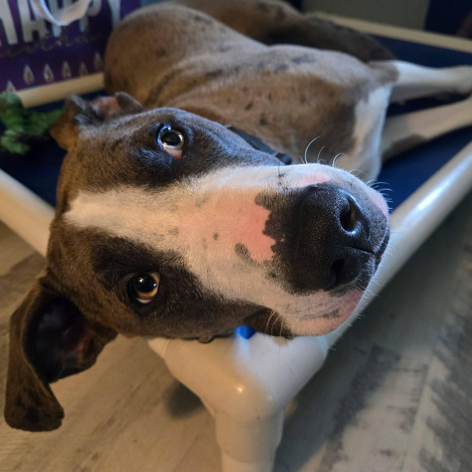 Enlarge Fred, a ADOPTABLE mixed breed in La Crescent, MN image 3/6