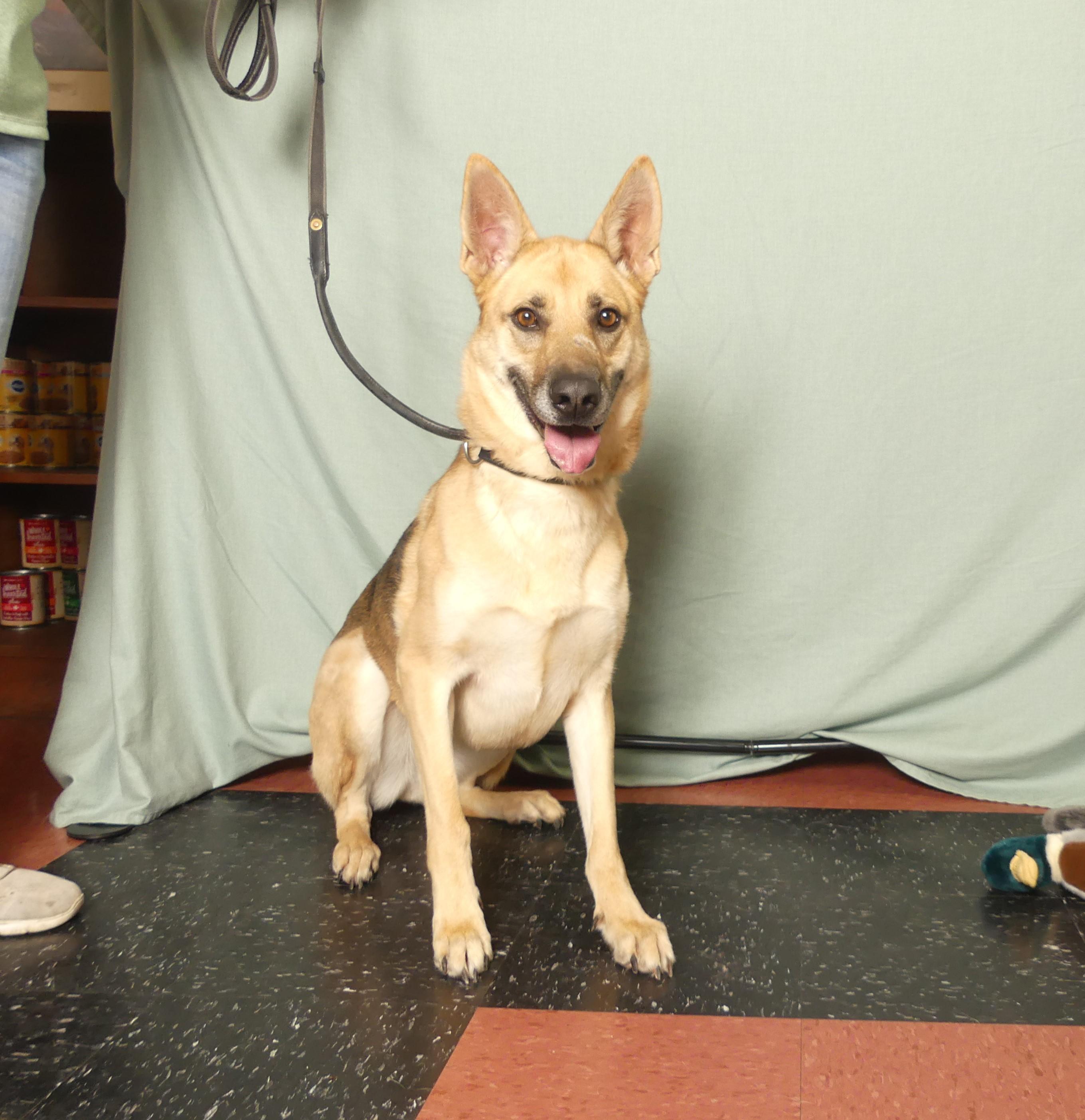 AUTUMN, Adoptable, Adult Female German Shepherd Dog.