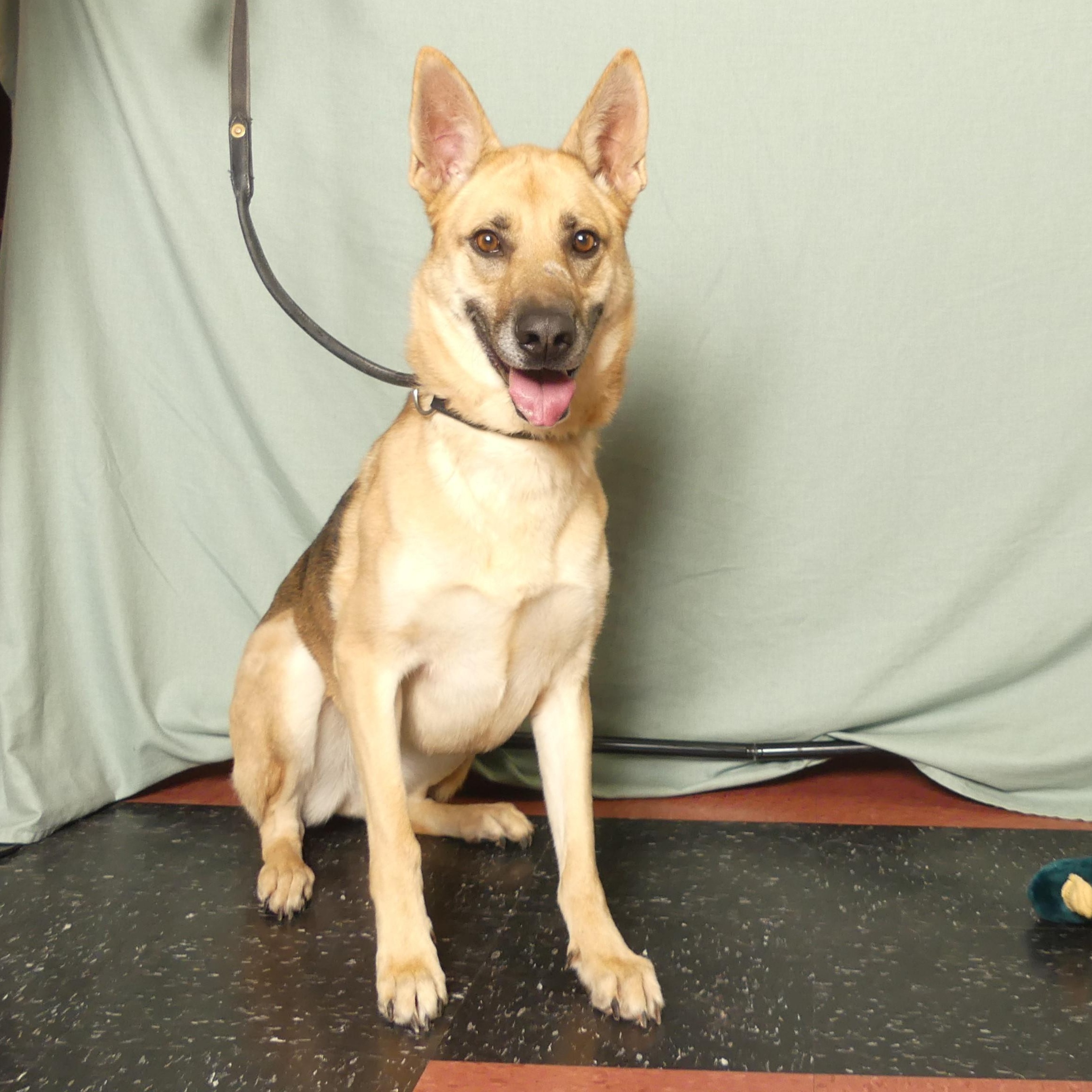 Enlarge AUTUMN, a Adoptable mixed breed in Ukiah, CA image 2/6