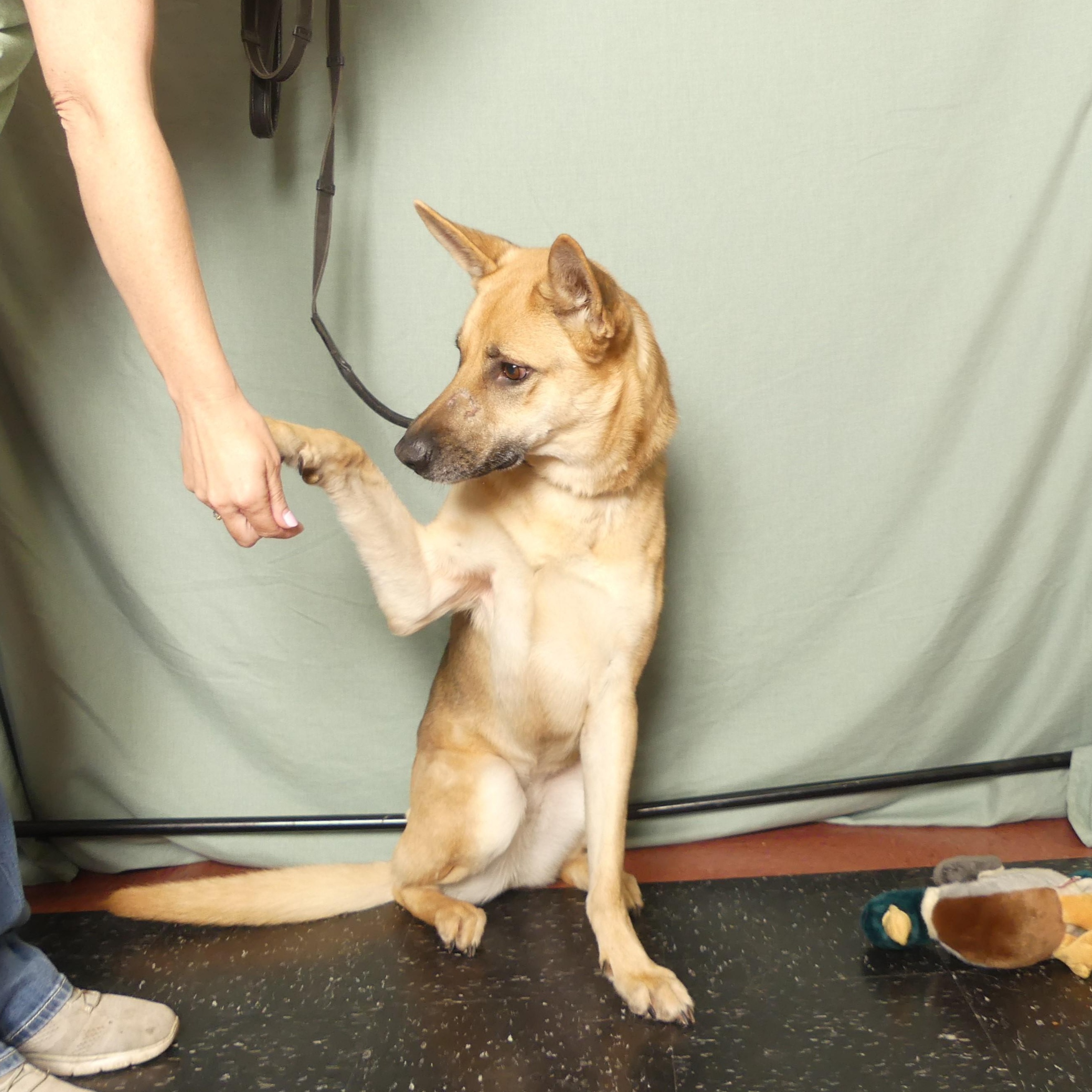 Enlarge AUTUMN, a Adoptable mixed breed in Ukiah, CA image 3/6