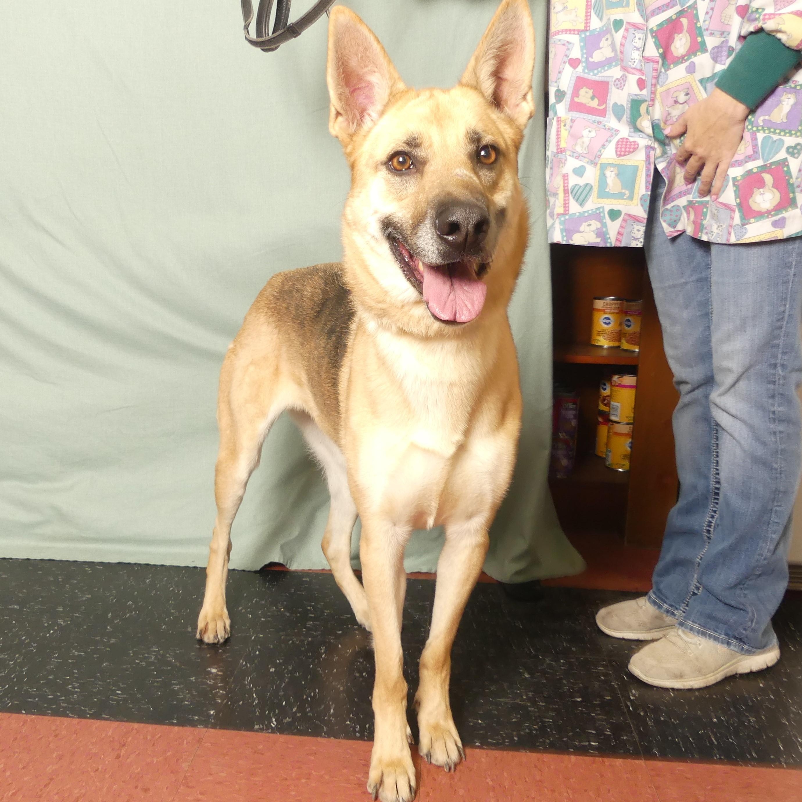 Enlarge AUTUMN, a Adoptable mixed breed in Ukiah, CA image 4/6