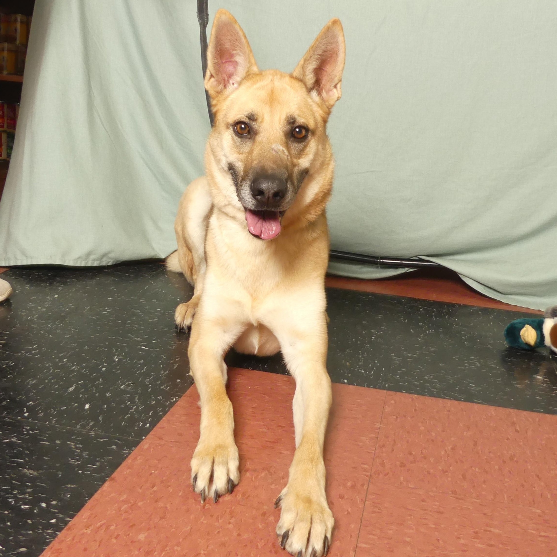 Enlarge AUTUMN, a Adoptable mixed breed in Ukiah, CA image 5/6