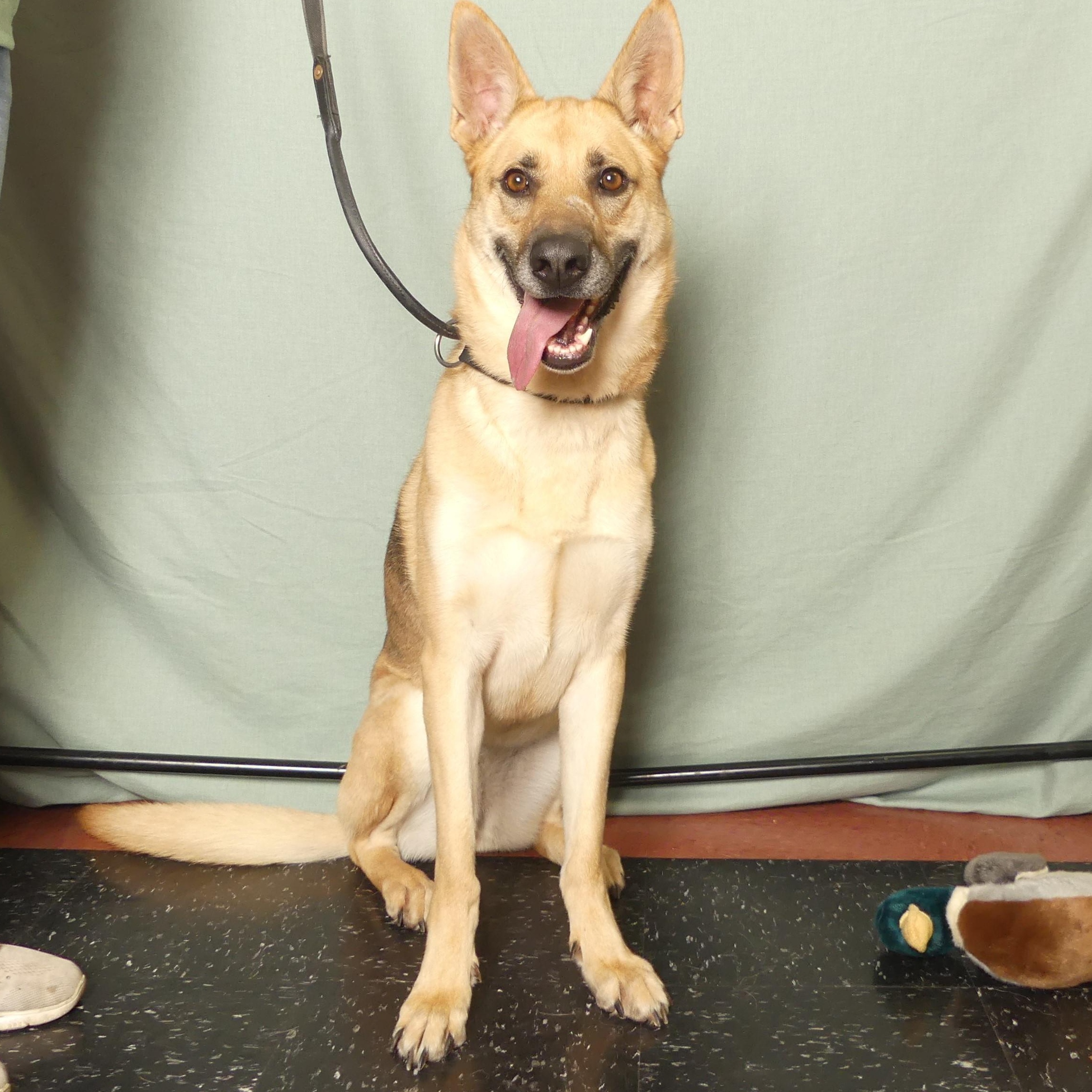 Enlarge AUTUMN, a Adoptable mixed breed in Ukiah, CA image 6/6