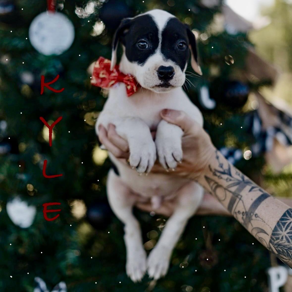 Kyle, adopted, Puppy Male American Staffordshire Terrier & Pit Bull Terrier.