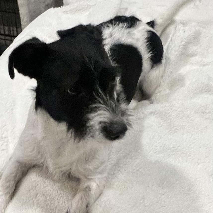 Freddy! Sweet and playful boy! , a ADOPTABLE mixed breed in Cambridge, MA image 3/6