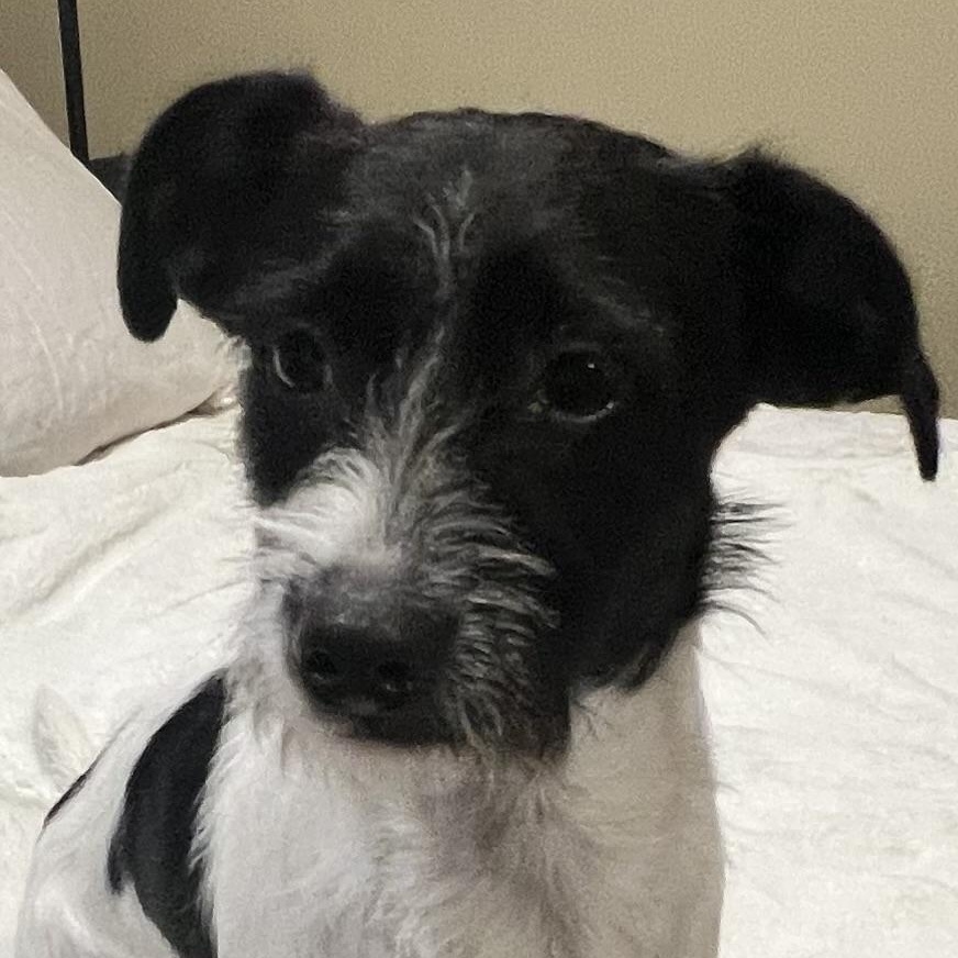 Freddy! Sweet and playful boy! , a ADOPTABLE mixed breed in Cambridge, MA image 6/6