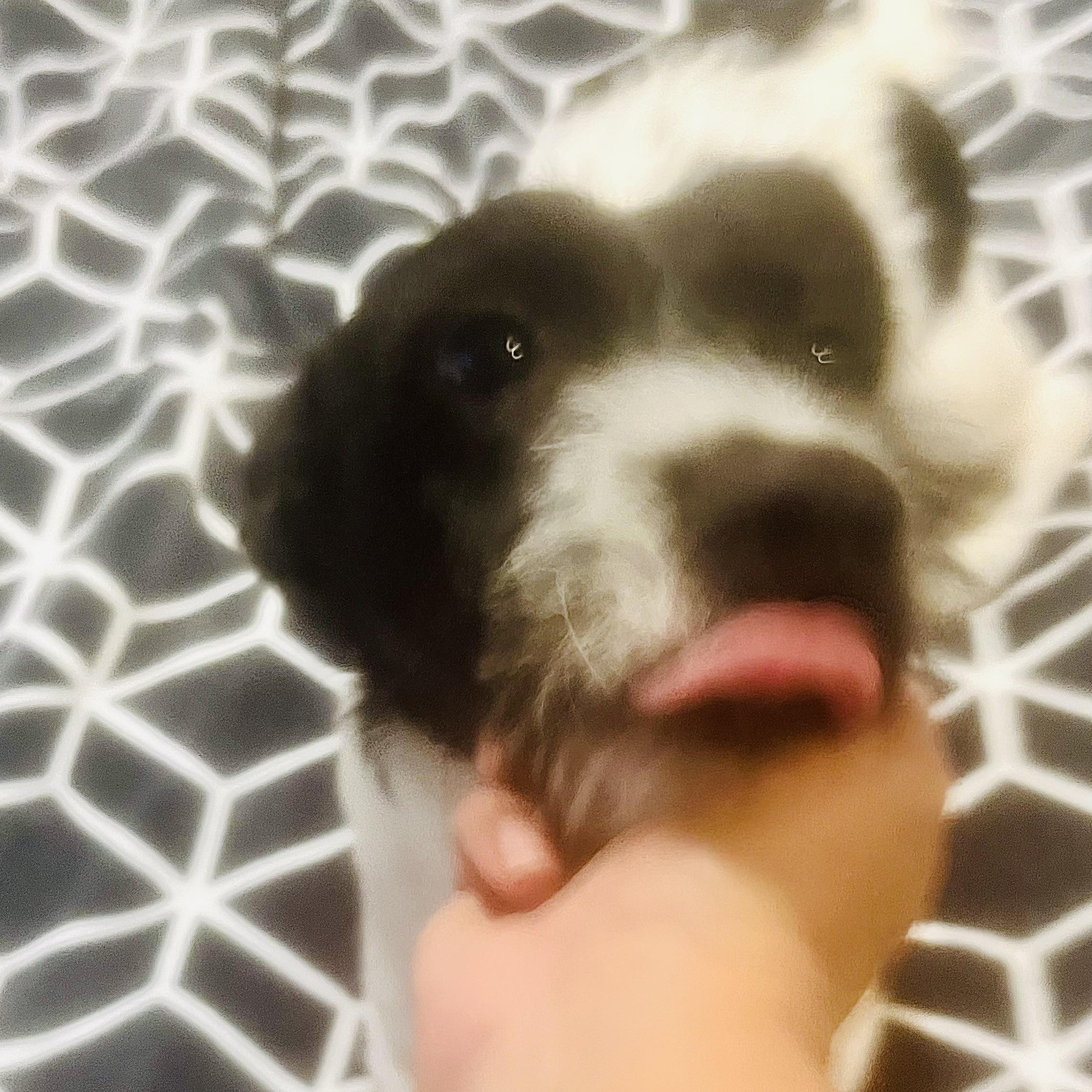 Freddy! Sweet and playful boy! , a ADOPTABLE mixed breed in Cambridge, MA image 1/6