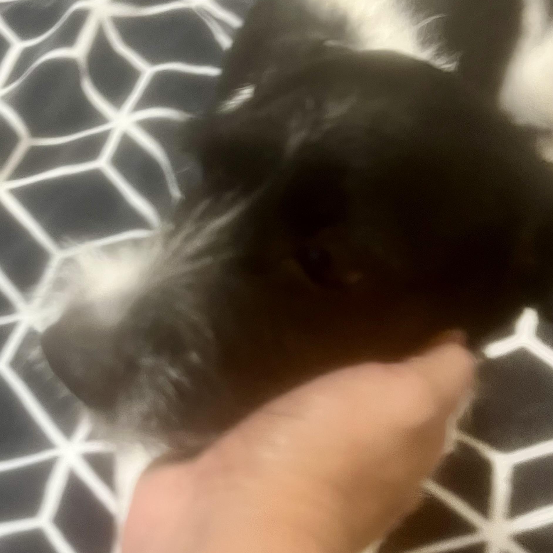 Freddy! Sweet and playful boy! , a ADOPTABLE mixed breed in Cambridge, MA image 5/6