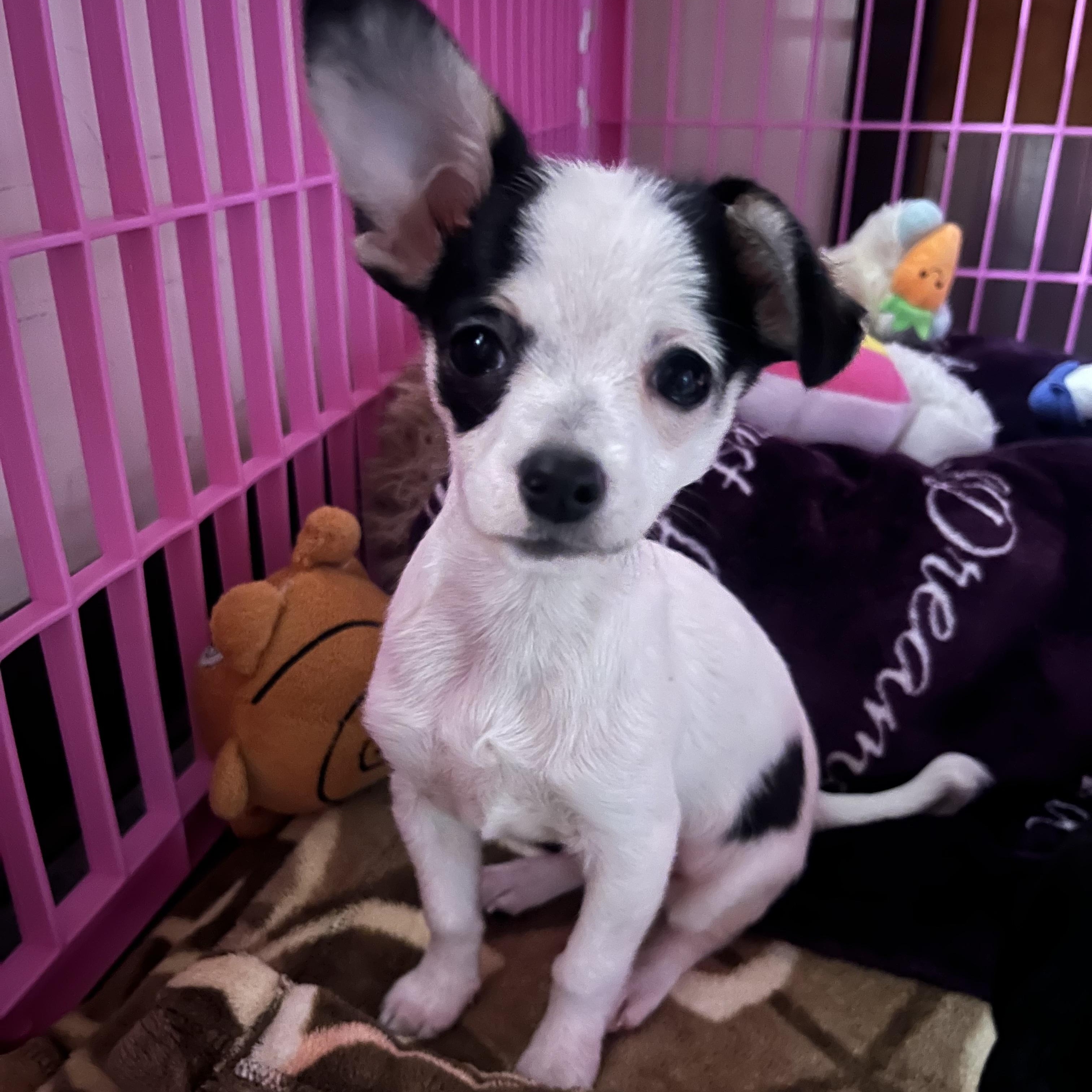 Enlarge Gnocchi, a Adopted mixed breed in Salisbury, NC image 3/5