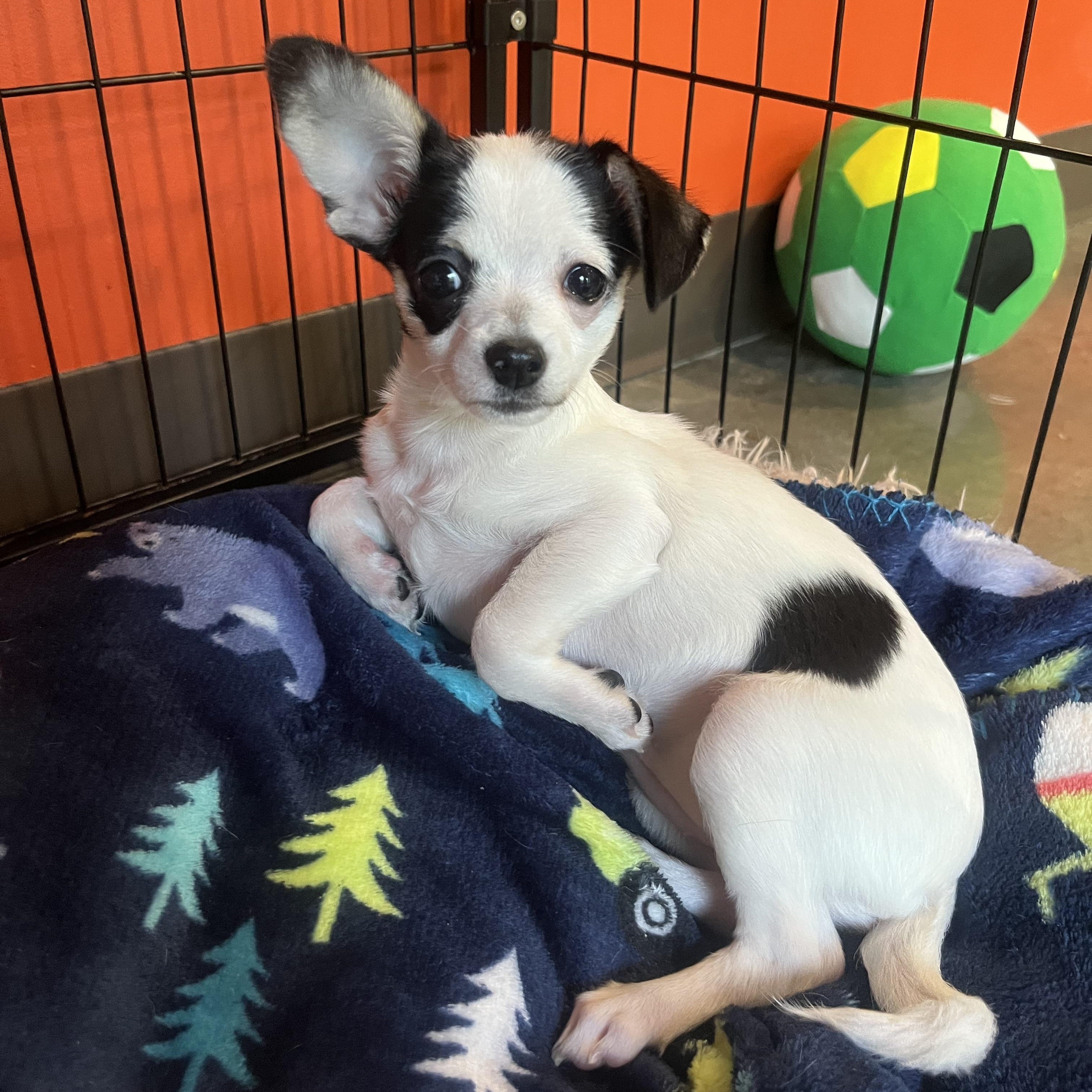 Enlarge Gnocchi, a Adopted mixed breed in Salisbury, NC image 4/5