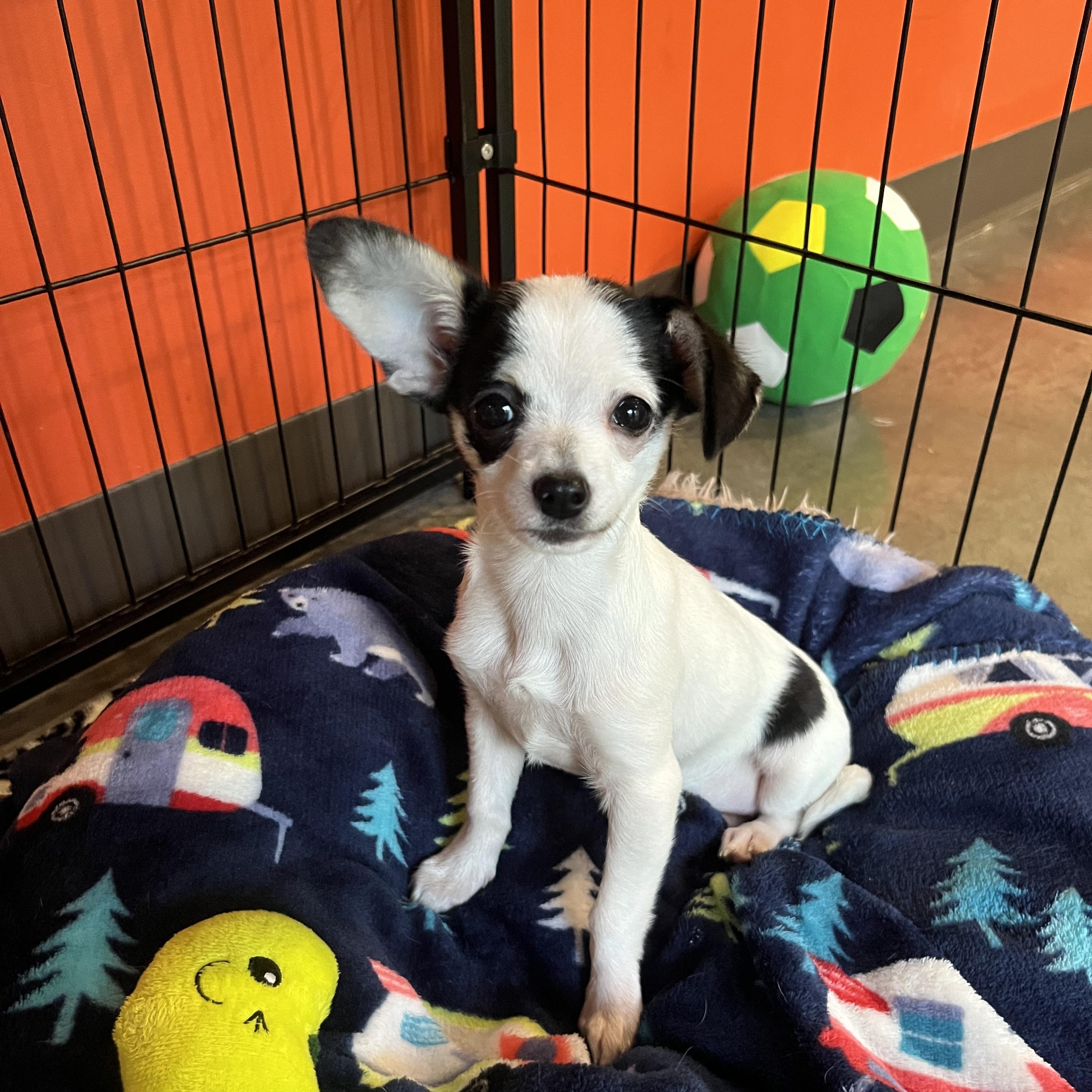 Gnocchi, Adopted, Puppy Female Chihuahua.