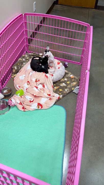Enlarge Gnocchi, a Adopted mixed breed in Salisbury, NC video 5/5
