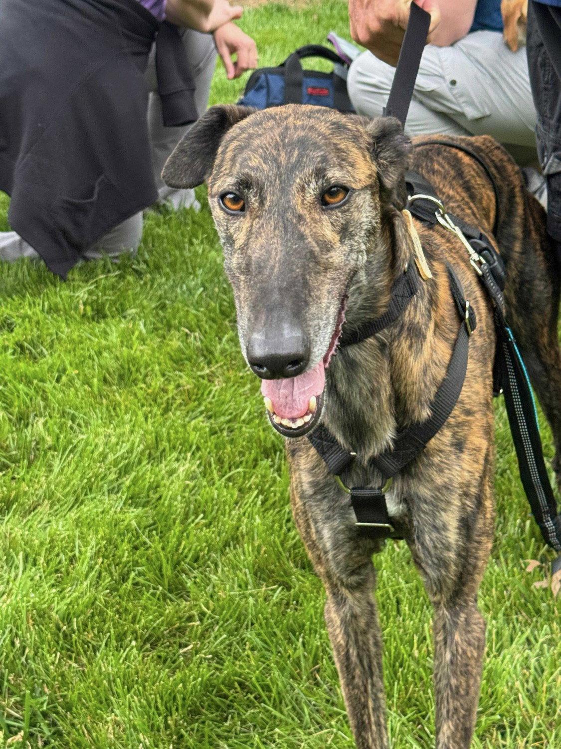 Solo, Adoptable, Young Male Galgo Spanish Greyhound.