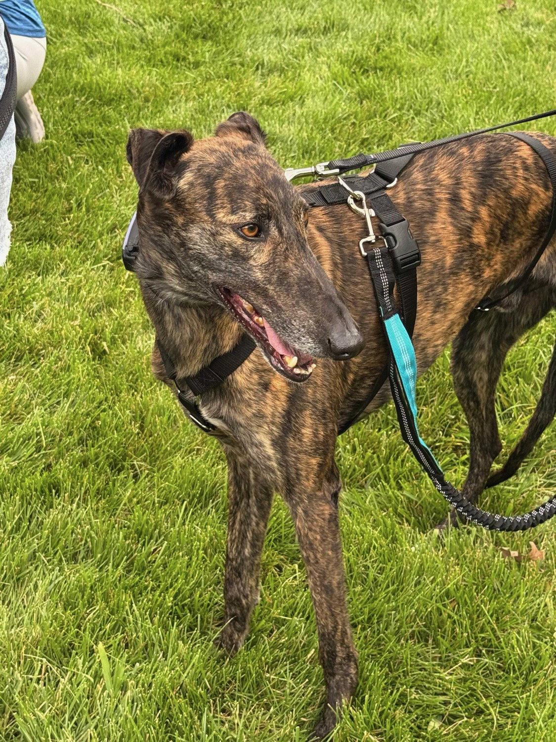 Solo, a Adoptable Galgo Spanish Greyhound in Kansas City, MO image 2/3