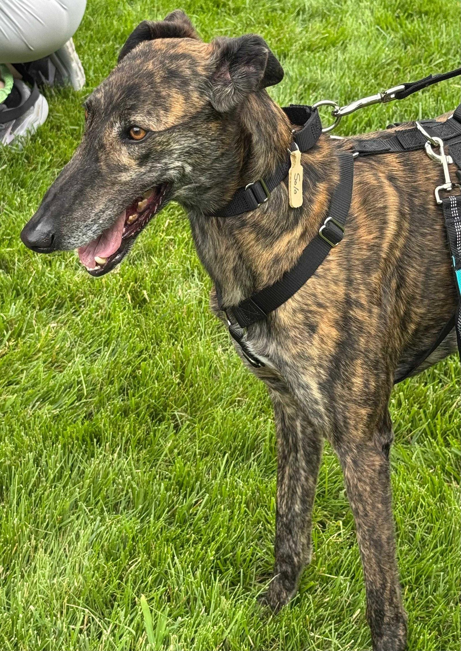 Solo, a Adoptable Galgo Spanish Greyhound in Kansas City, MO image 3/3