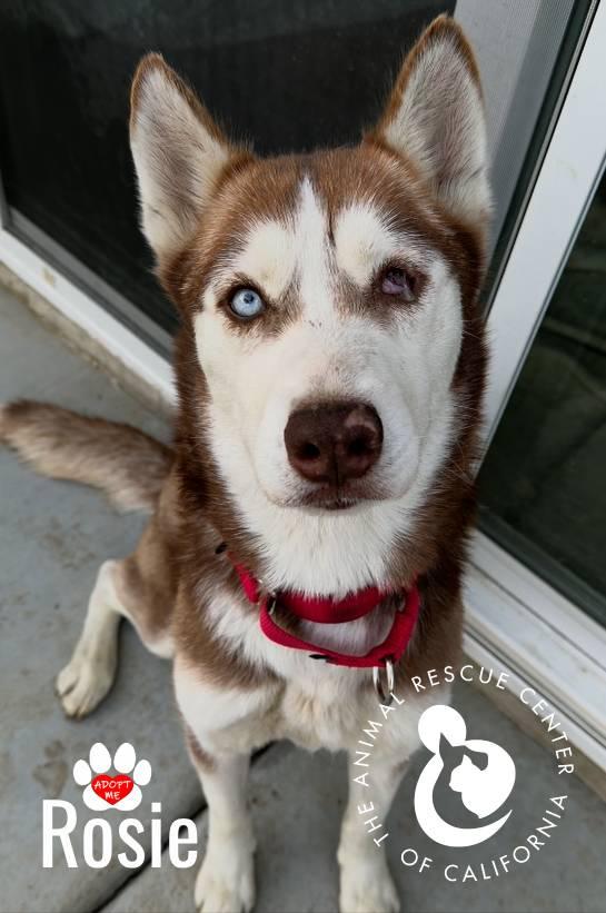 Enlarge Rosie, a ADOPTABLE Siberian Husky in Coachella, CA image 4/6