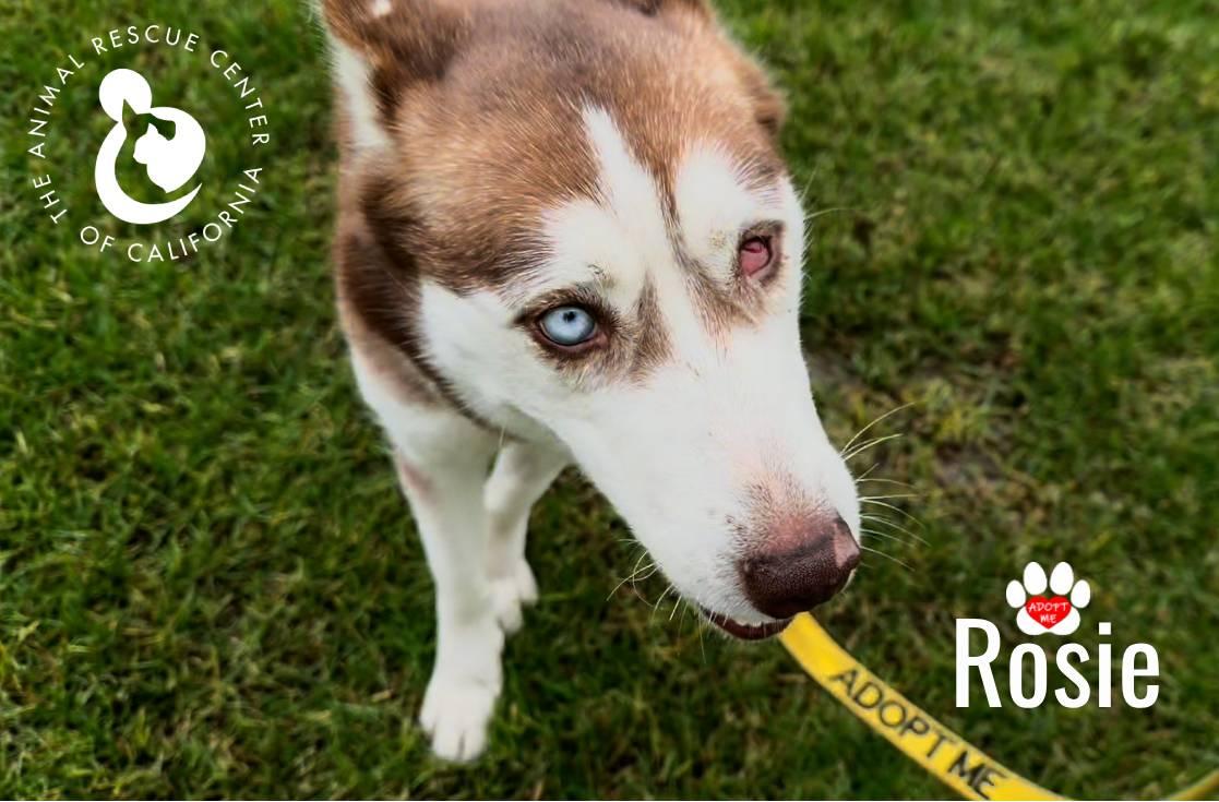 Enlarge Rosie, a ADOPTABLE Siberian Husky in Coachella, CA image 2/6